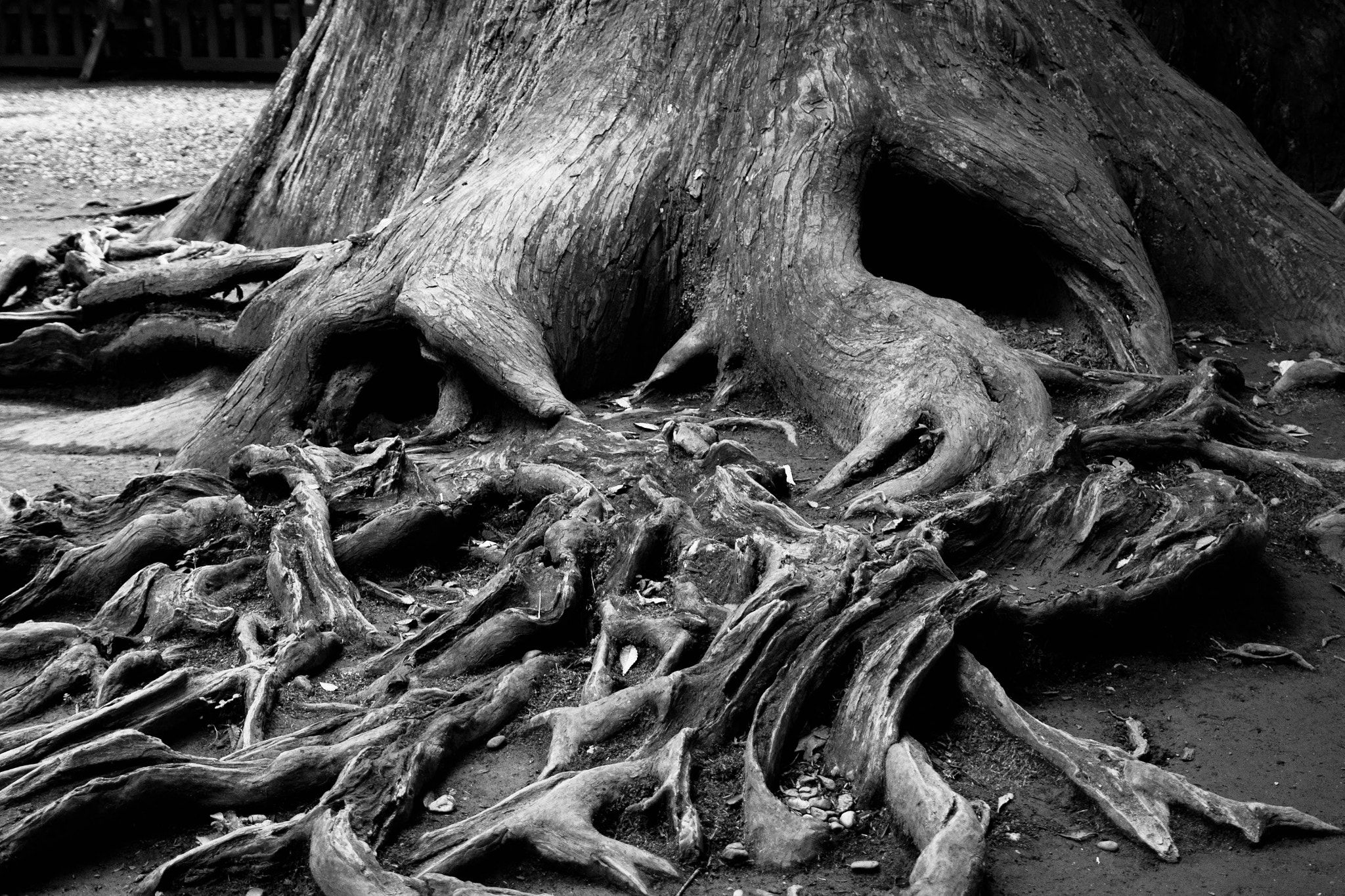 Nikon D5500 sample photo. 神様の宿る樹　tree that god resides photography