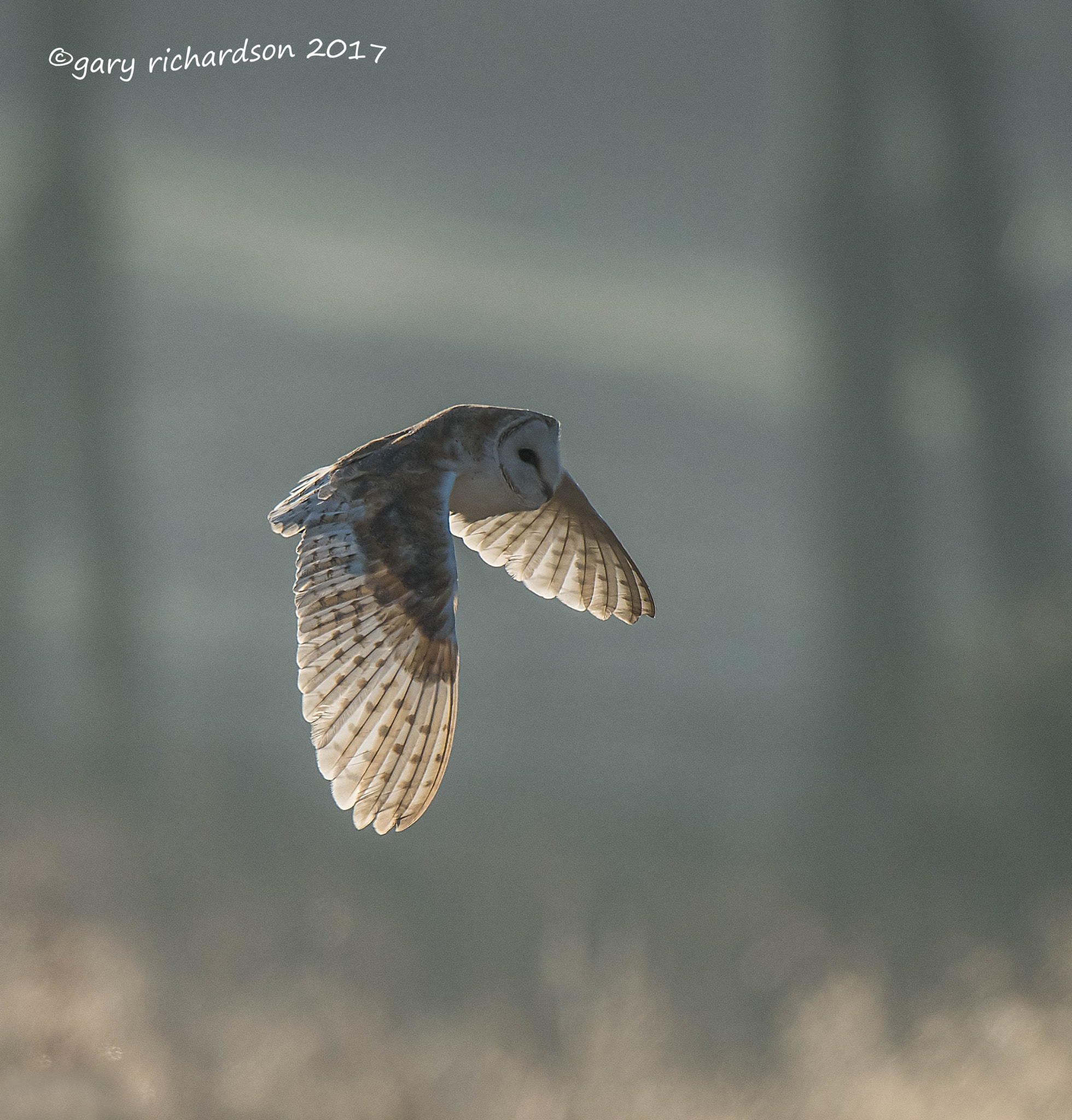 Nikon D810 sample photo. Barn owl photography