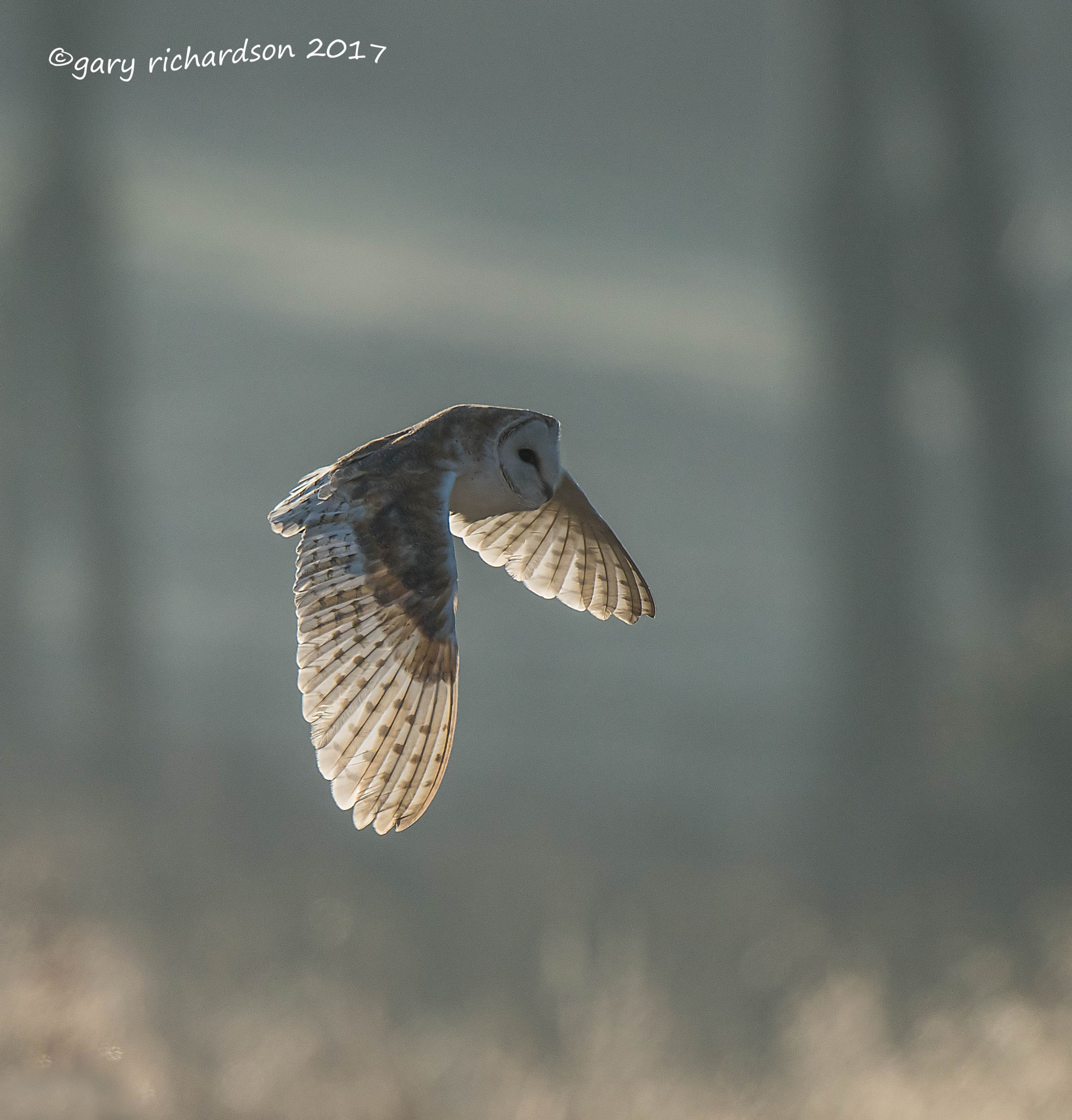 Nikon AF-S Nikkor 500mm F4G ED VR sample photo. Barn owl photography