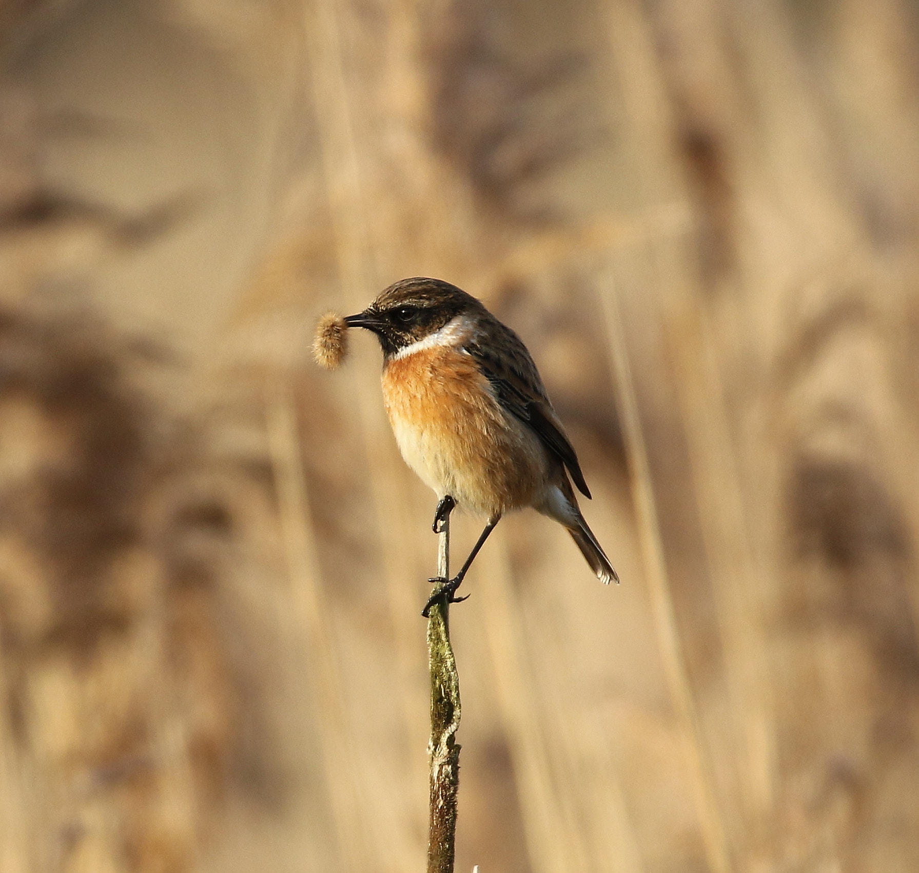 Canon EOS 7D Mark II sample photo. Stonechat with grub photography