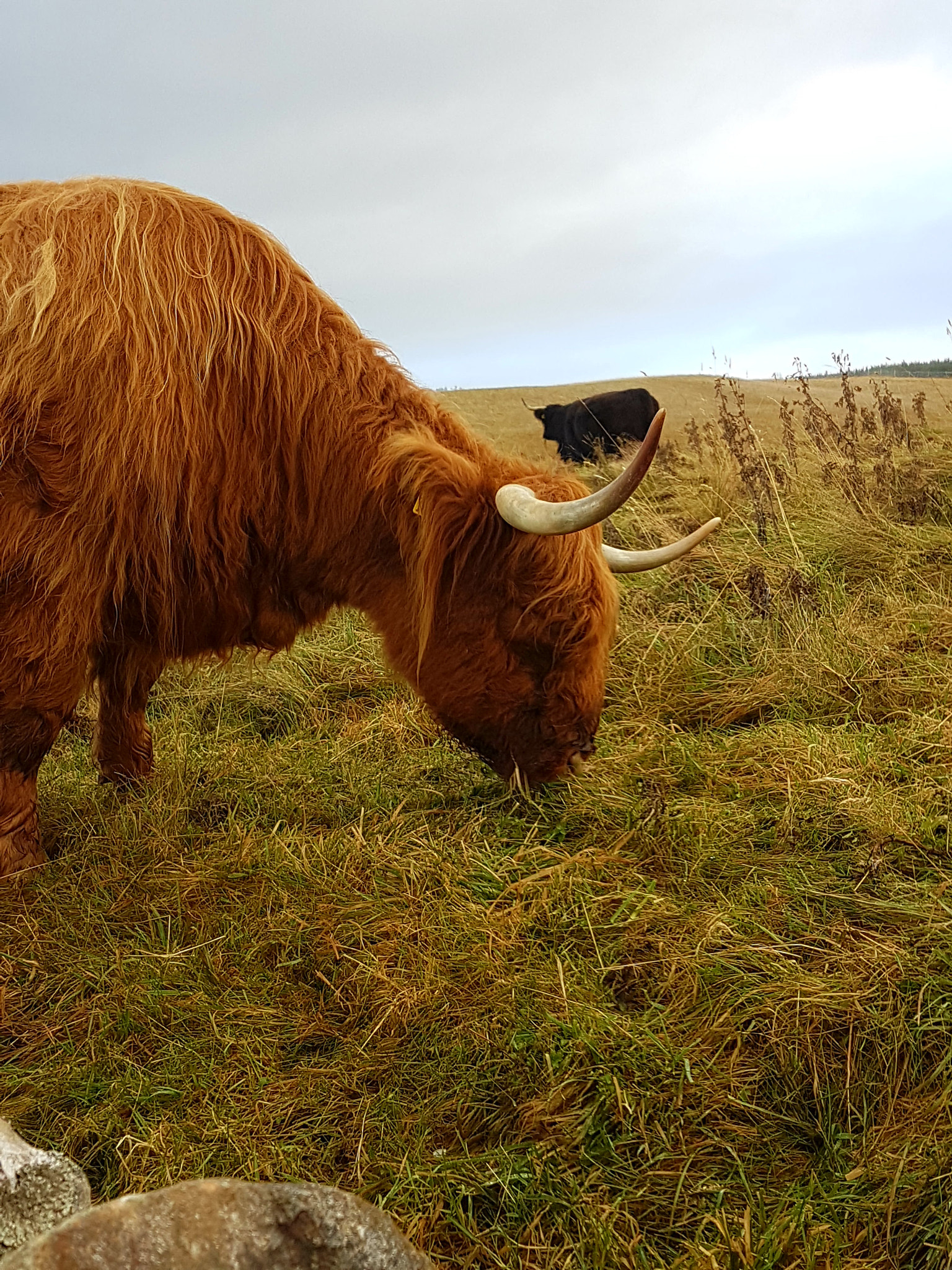 Samsung Galaxy S7 Edge + Samsung Galaxy S7 Edge Rear Camera sample photo. Glentromie coos photography
