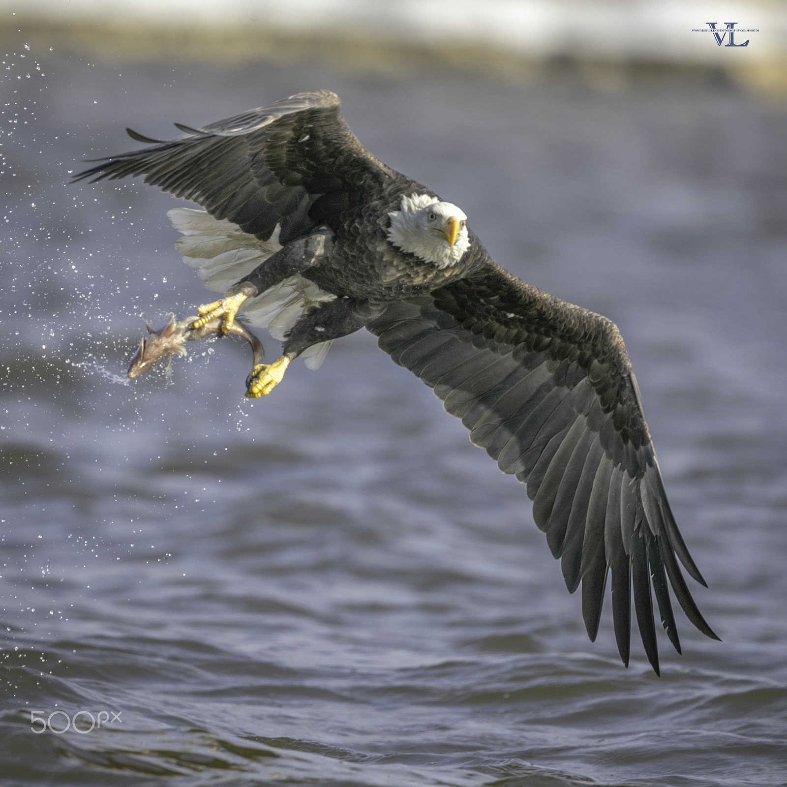 Canon EF 600mm F4L IS II USM sample photo. Ioioioii photography