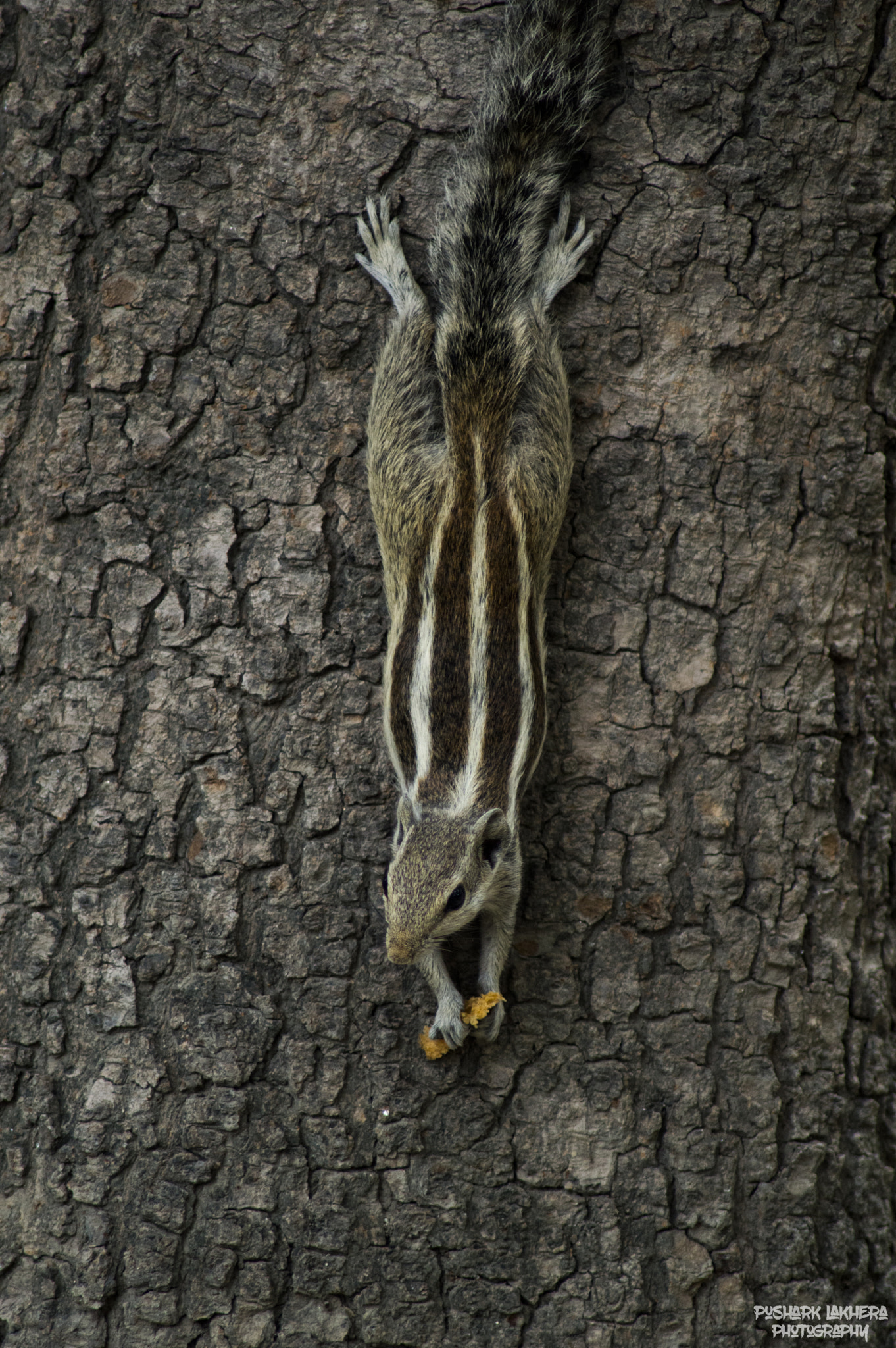 Nikon D3200 sample photo. Squirrel photography