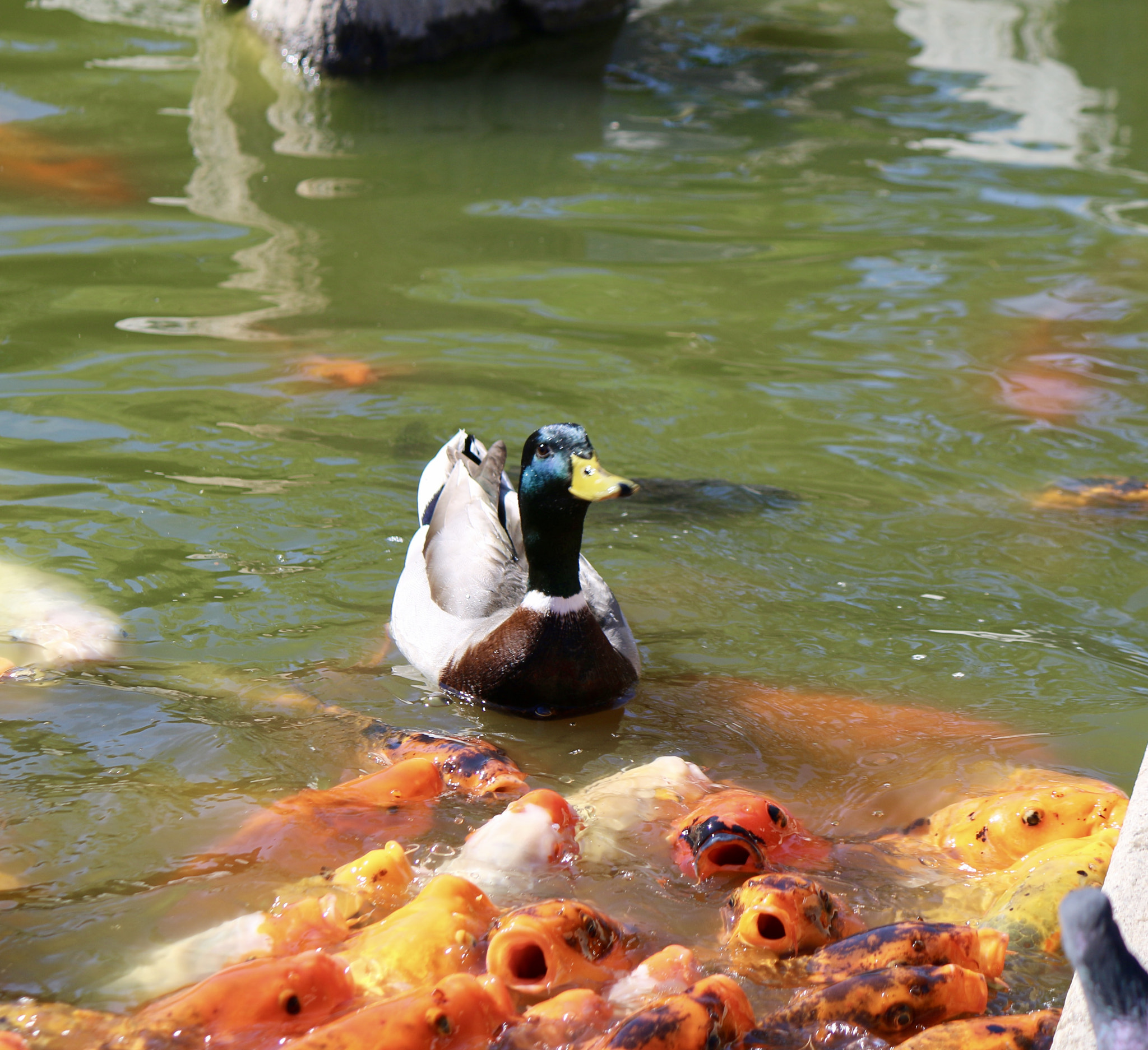 Canon EF-S 55-250mm F4-5.6 IS sample photo. Duck and koi photography