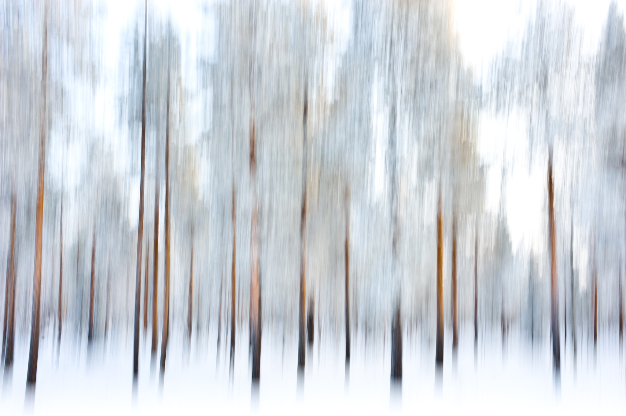 AF Nikkor 50mm f/1.4 sample photo. Phantom forest  photography