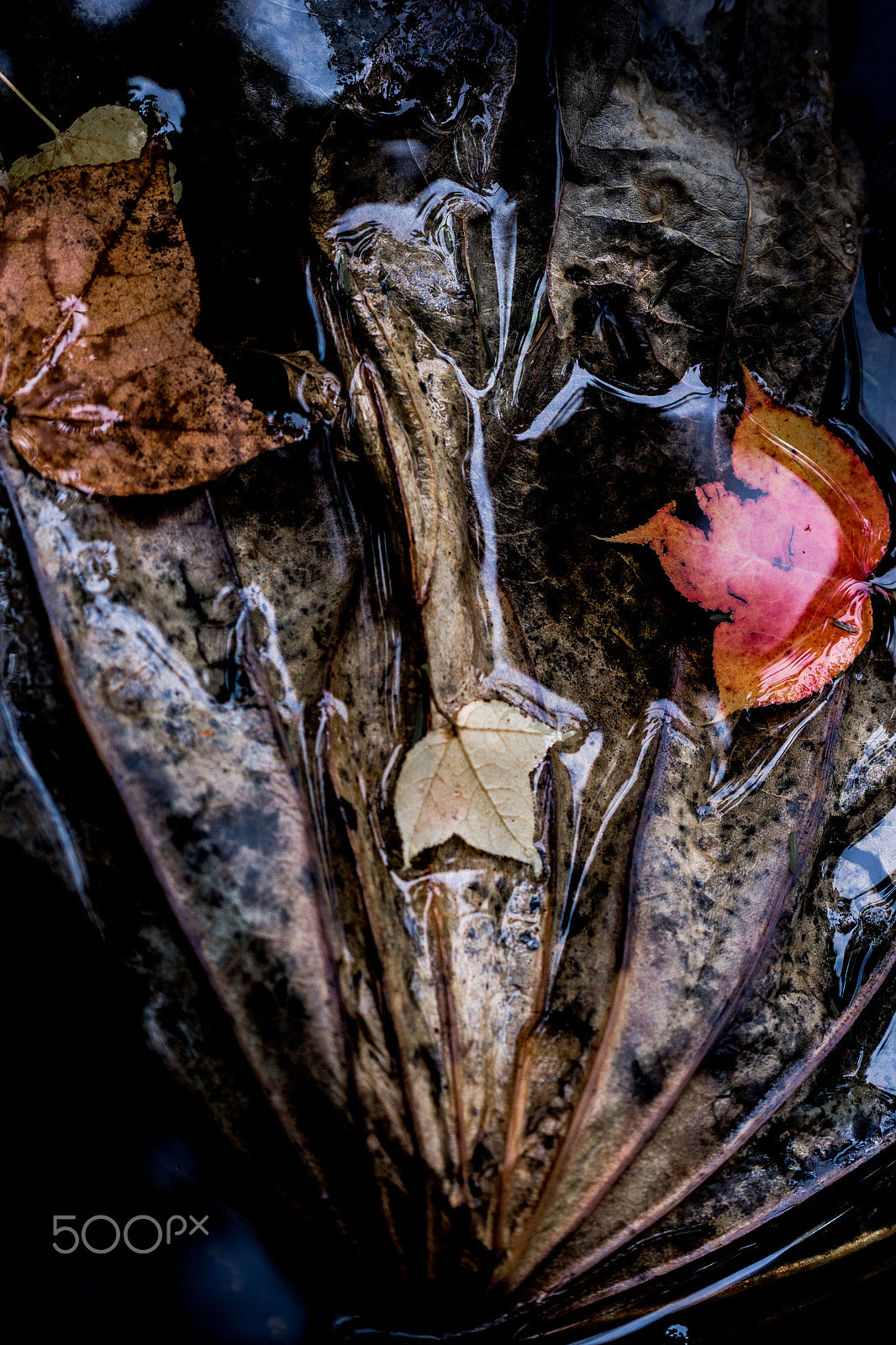 Sony a6000 sample photo. Withered bouquet photography