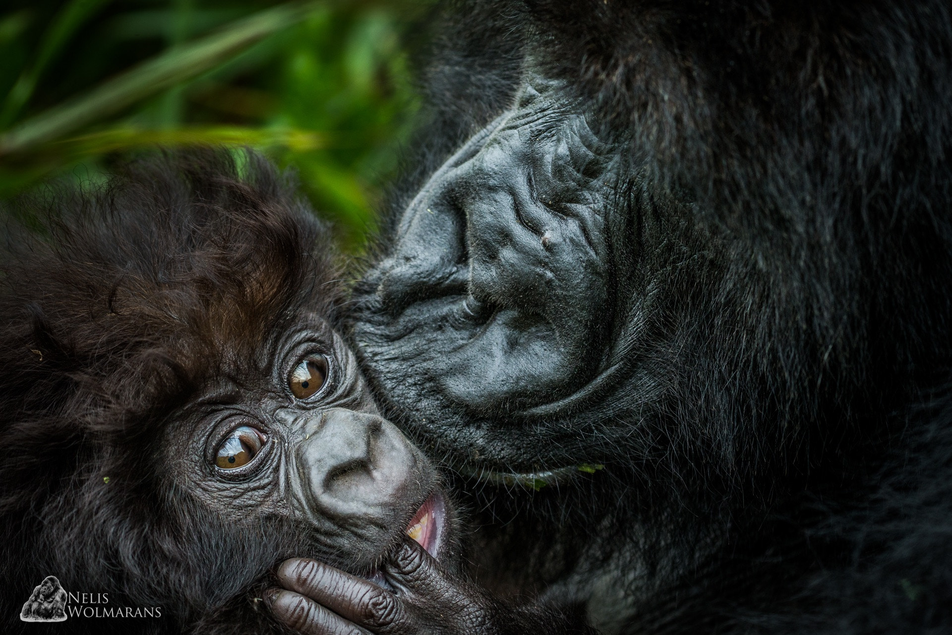 Canon EF 200-400mm F4L IS USM Extender 1.4x sample photo. Kiss on the cheek, a mother's love... photography