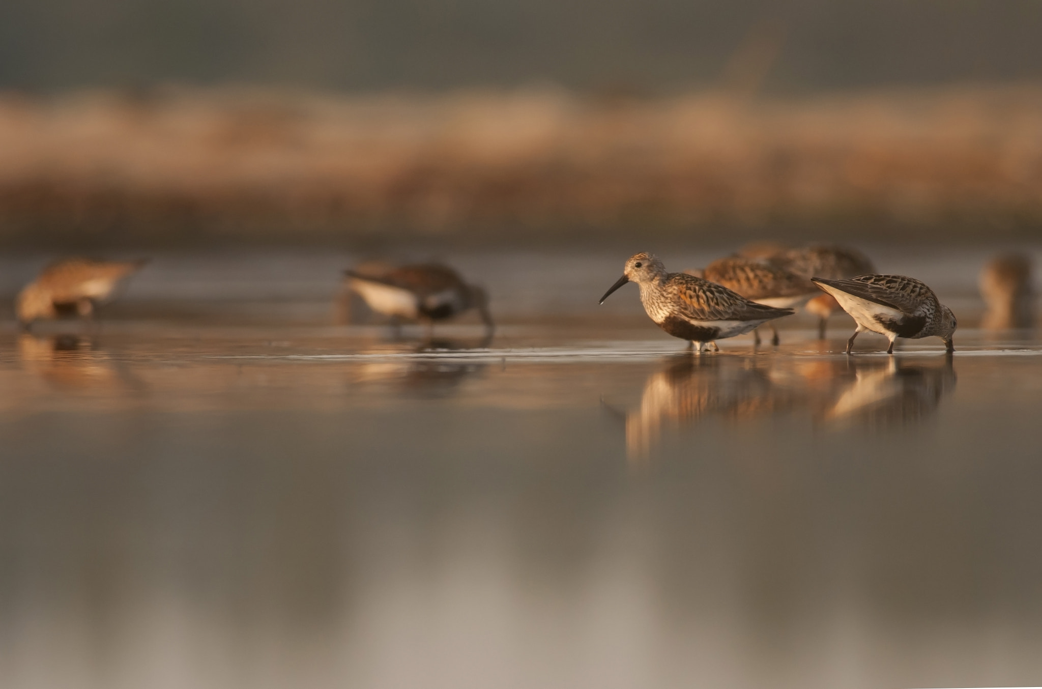 Nikon D300 + Nikon AF-S Nikkor 300mm F4D ED-IF sample photo. Dunlins photography