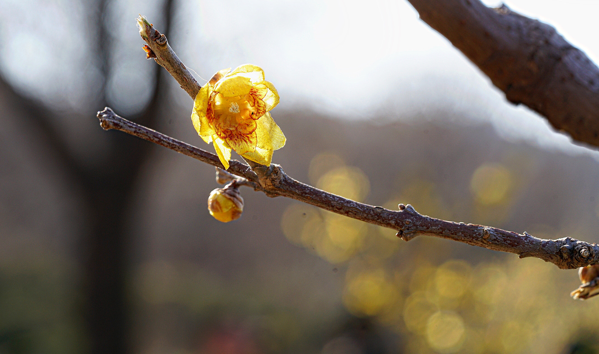 Sony a7R II + Sony FE 90mm F2.8 Macro G OSS sample photo