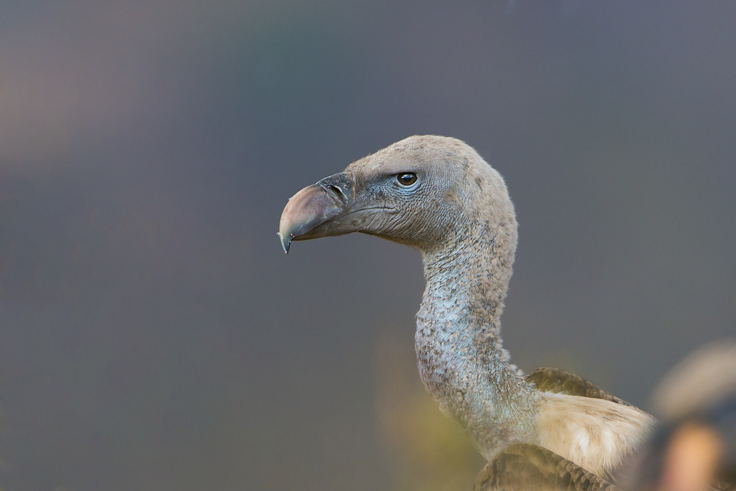 Canon EOS 70D + Canon EF 600mm f/4L IS sample photo. White backed vulture photography