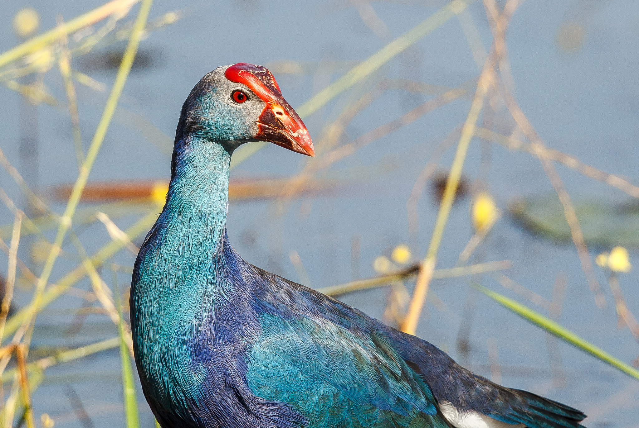 Canon EF 500mm F4L IS II USM sample photo. Grey-headed swamphen portrait photography