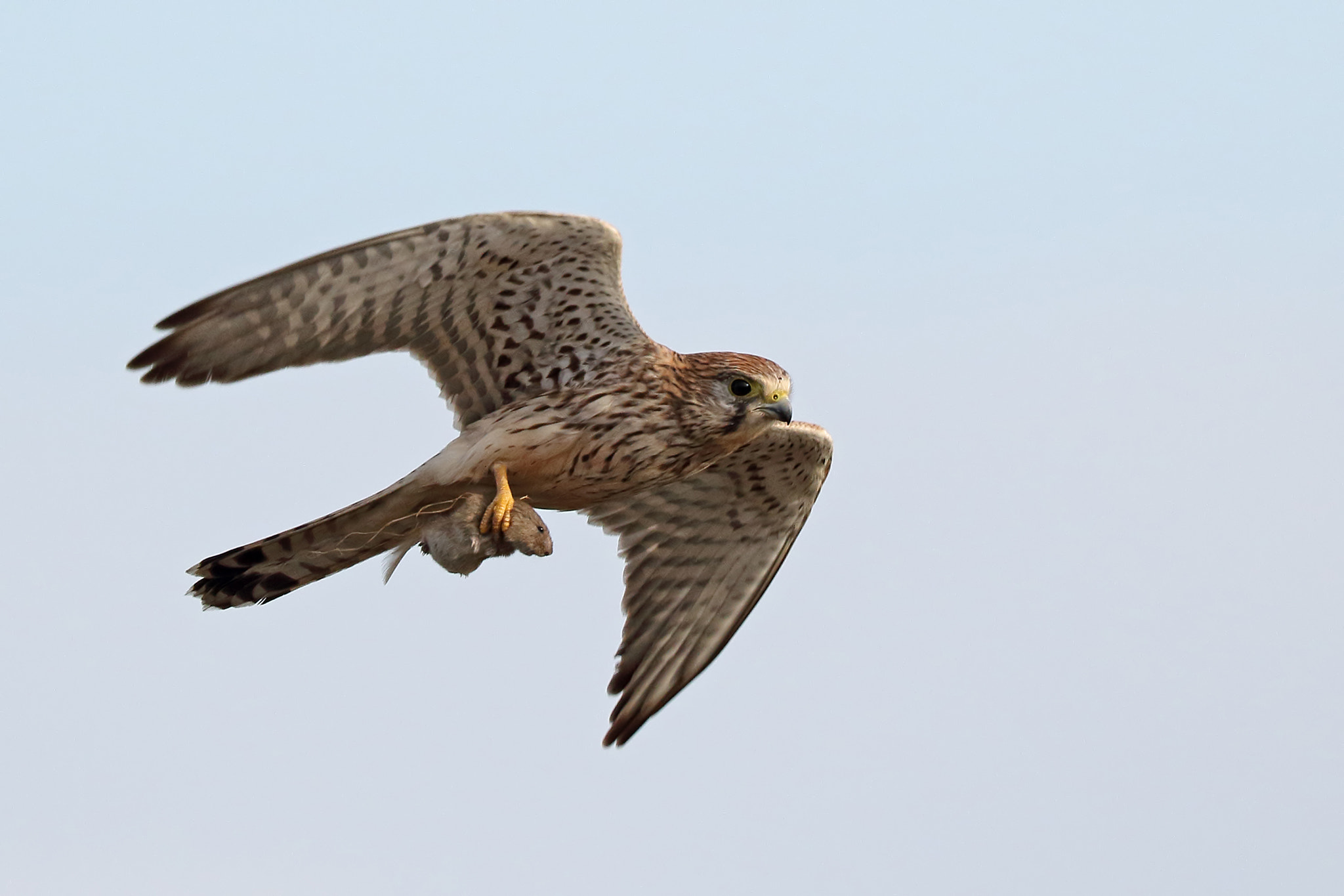 Canon EF 500mm F4L IS II USM sample photo. Airlift photography