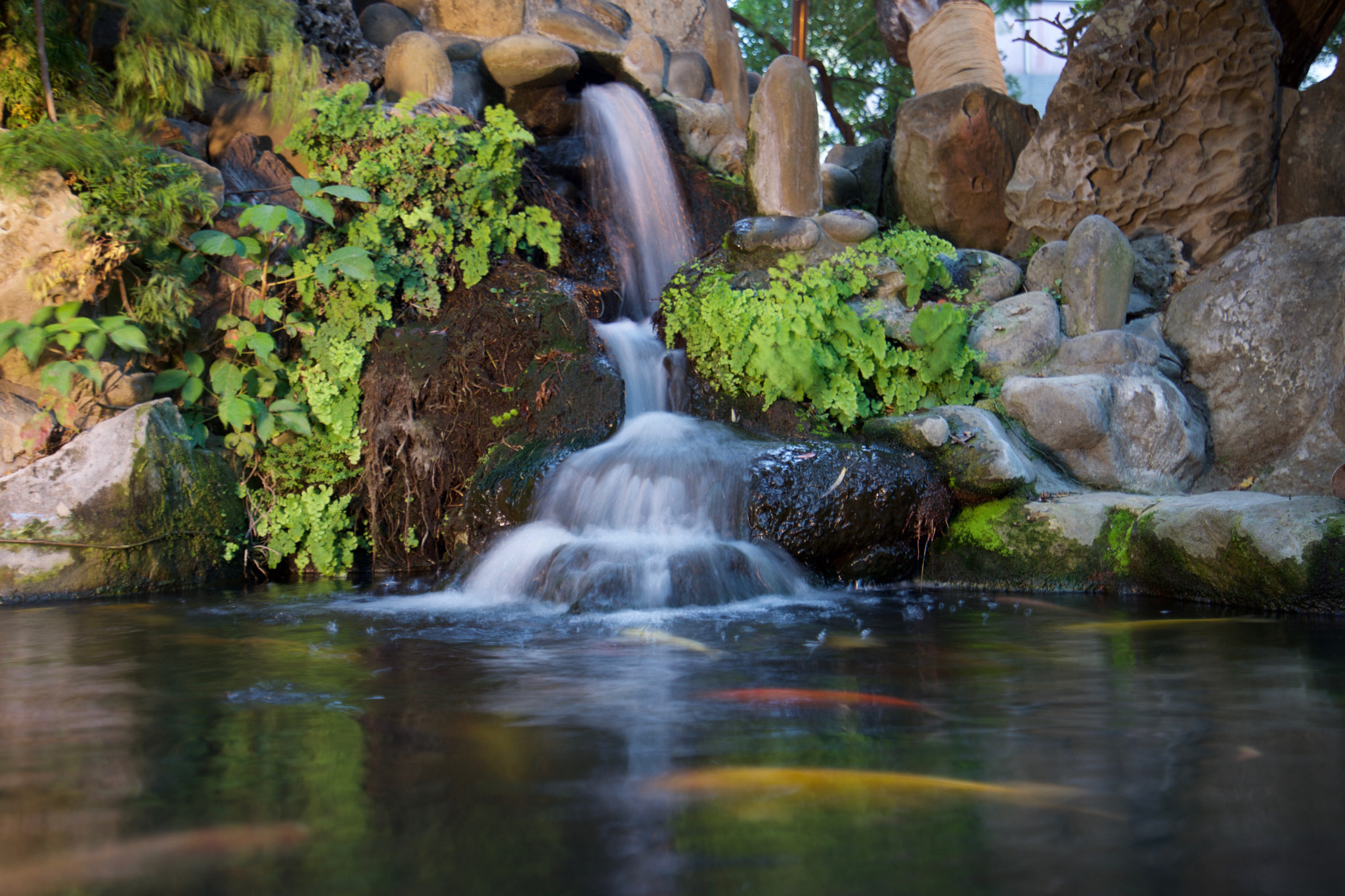 Sony a7 + Sony Vario-Tessar T* FE 16-35mm F4 ZA OSS sample photo. Koi fishes photography