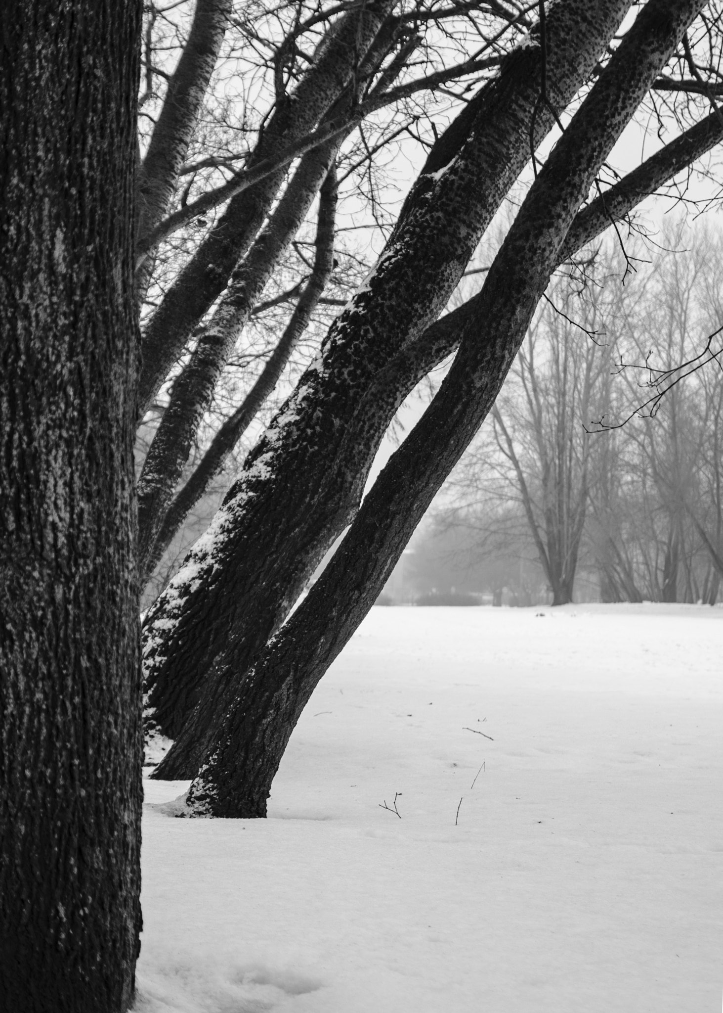 Sigma 17-50mm F2.8 EX DC OS HSM sample photo. Leaning trees photography