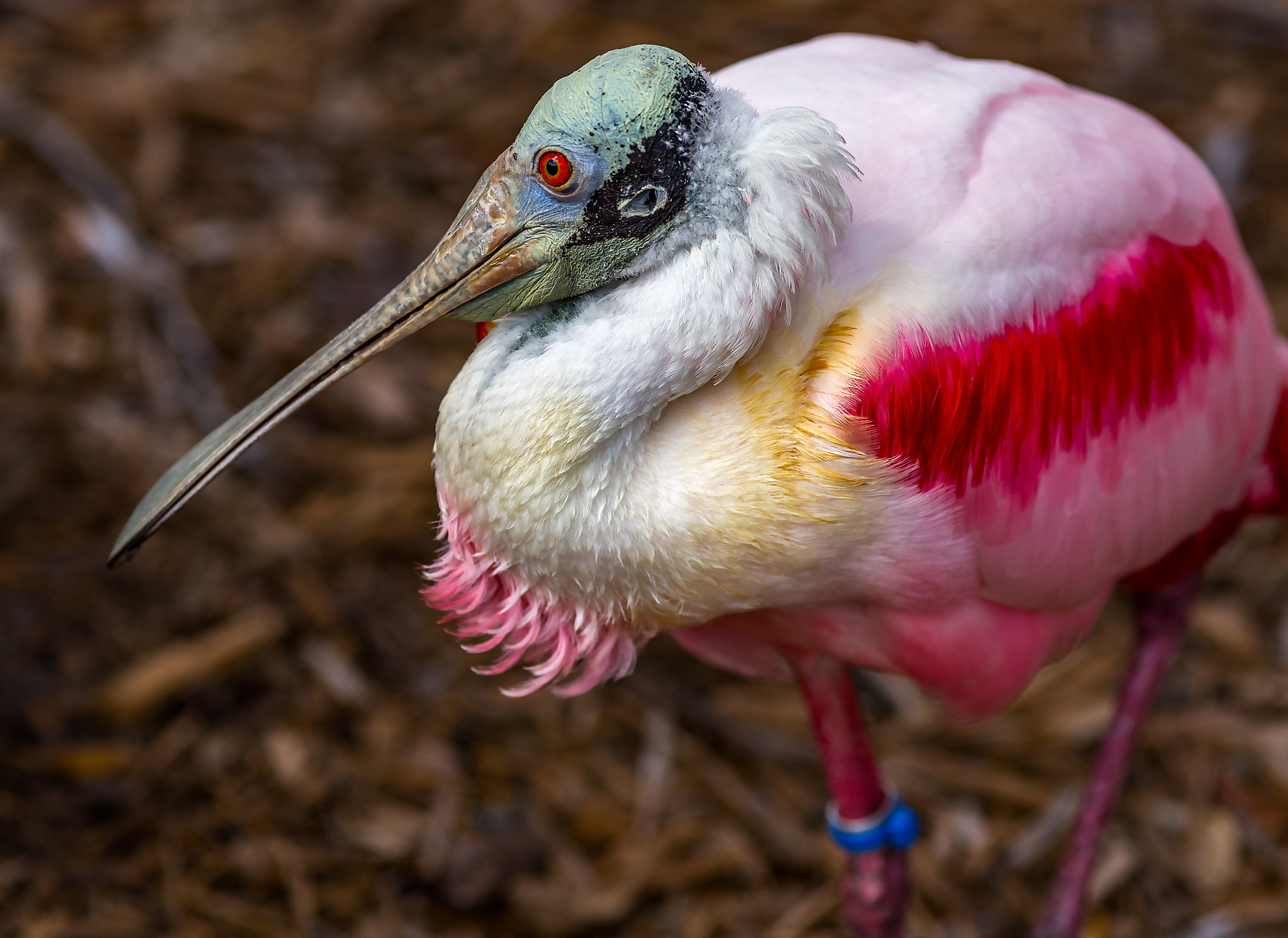 Canon EOS 6D + Canon EF 200mm F2.8L II USM sample photo. Pretty in pink photography