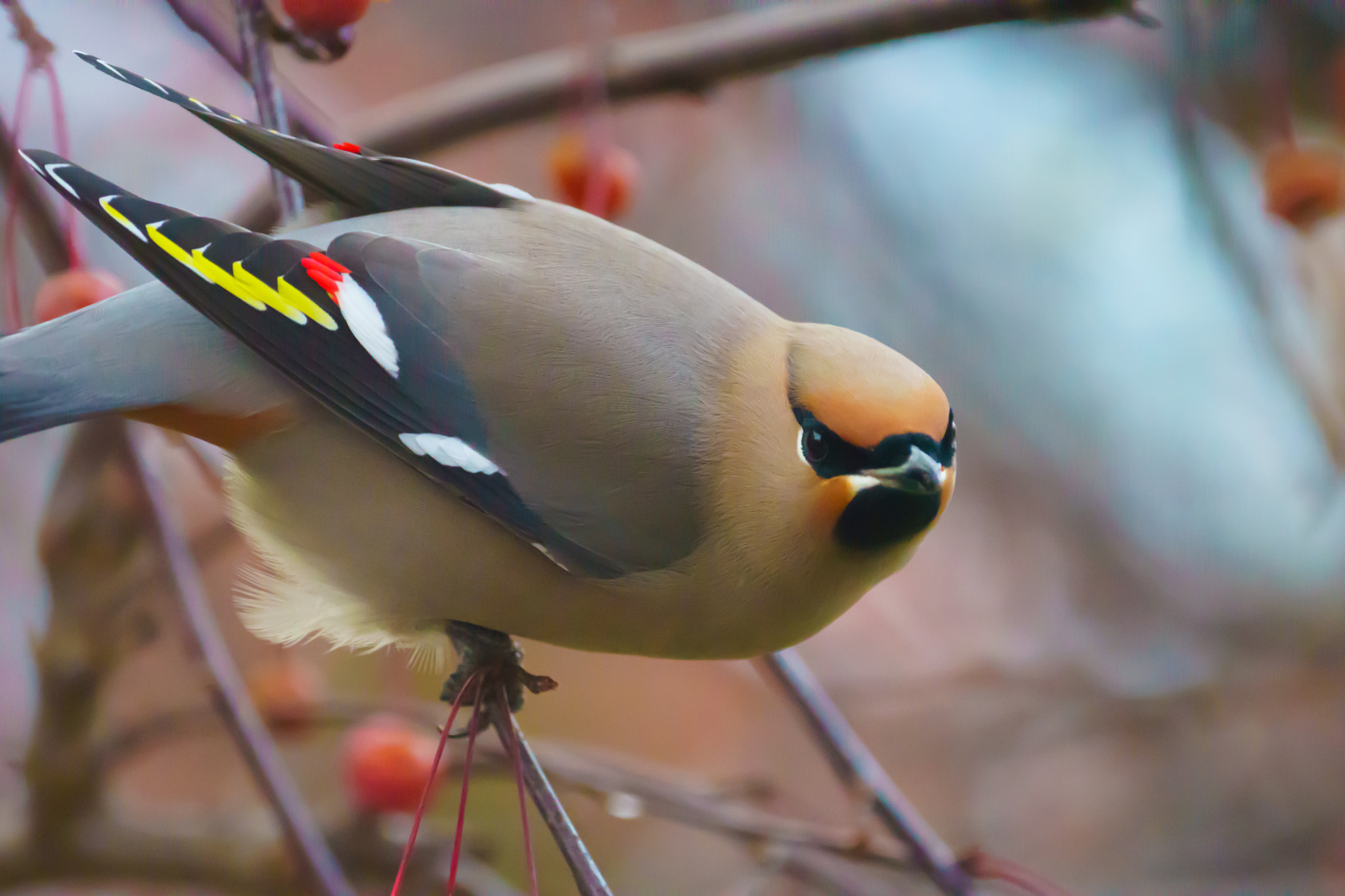 Sony 70-300mm F4.5-5.6 G SSM sample photo. Jaseur d'amérique photography