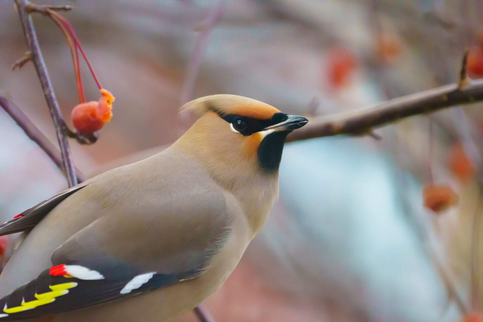 Sony 70-300mm F4.5-5.6 G SSM sample photo. Jaseur d'amérique photography