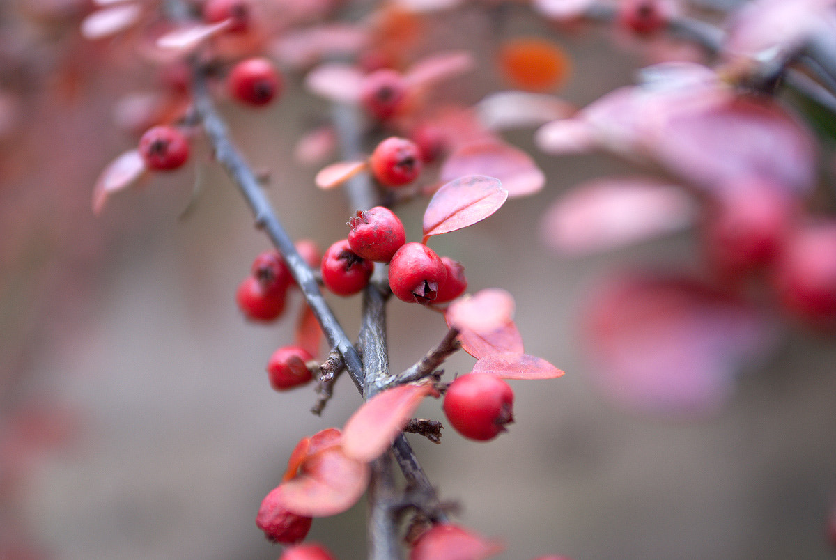 Sony Alpha DSLR-A300 sample photo. Red photography