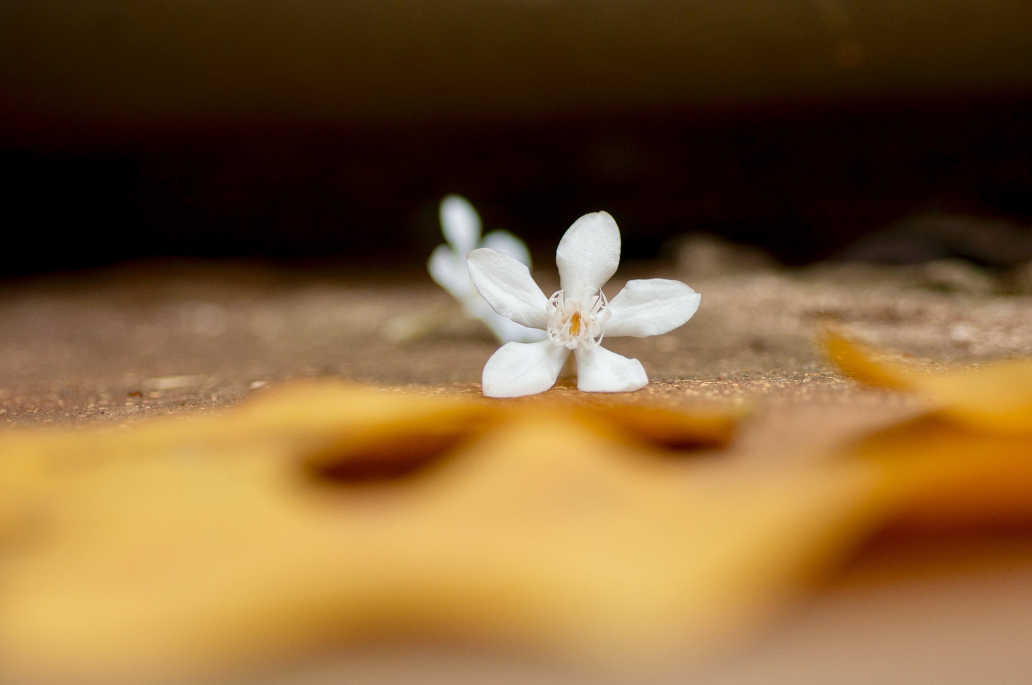 Nikon D90 + Nikon AF Micro-Nikkor 60mm F2.8D sample photo. Flowers fall on the ground photography