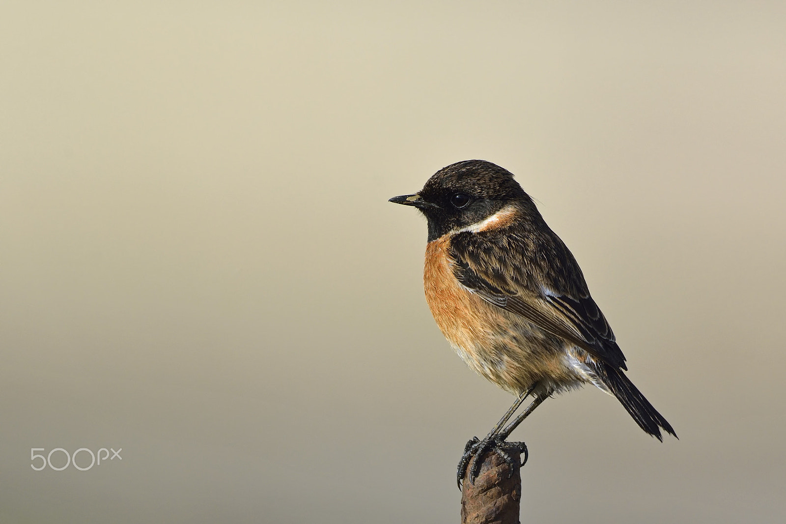 Nikon D7100 + Nikon AF-S Nikkor 500mm F4G ED VR sample photo. Stonechat photography