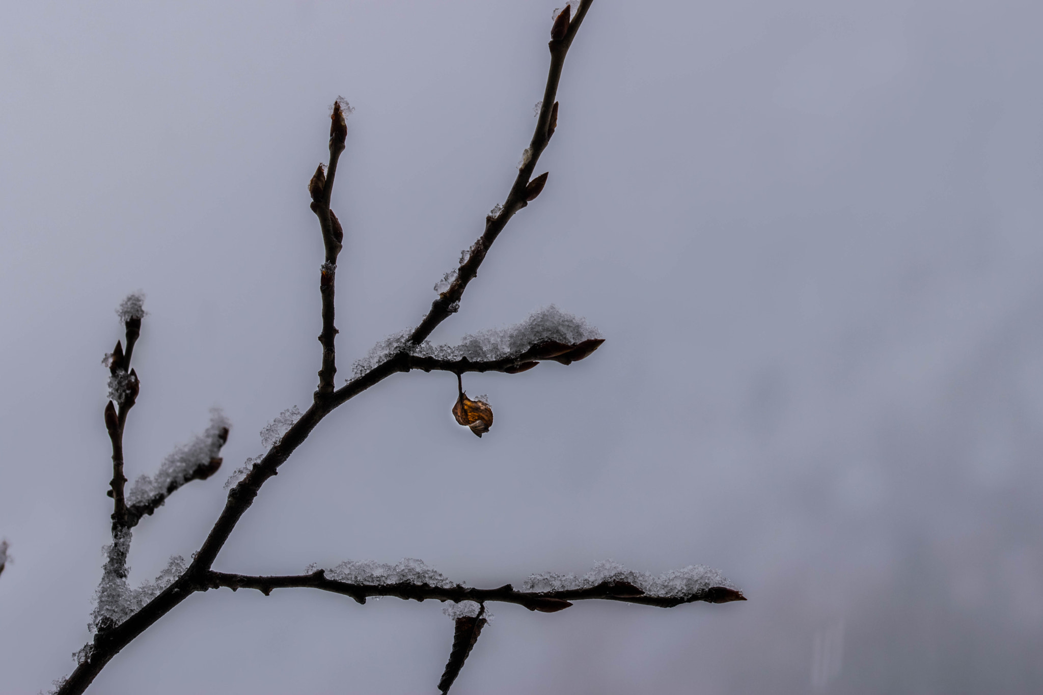 Sigma 105mm F2.8 EX DG OS HSM sample photo. Die hard photography
