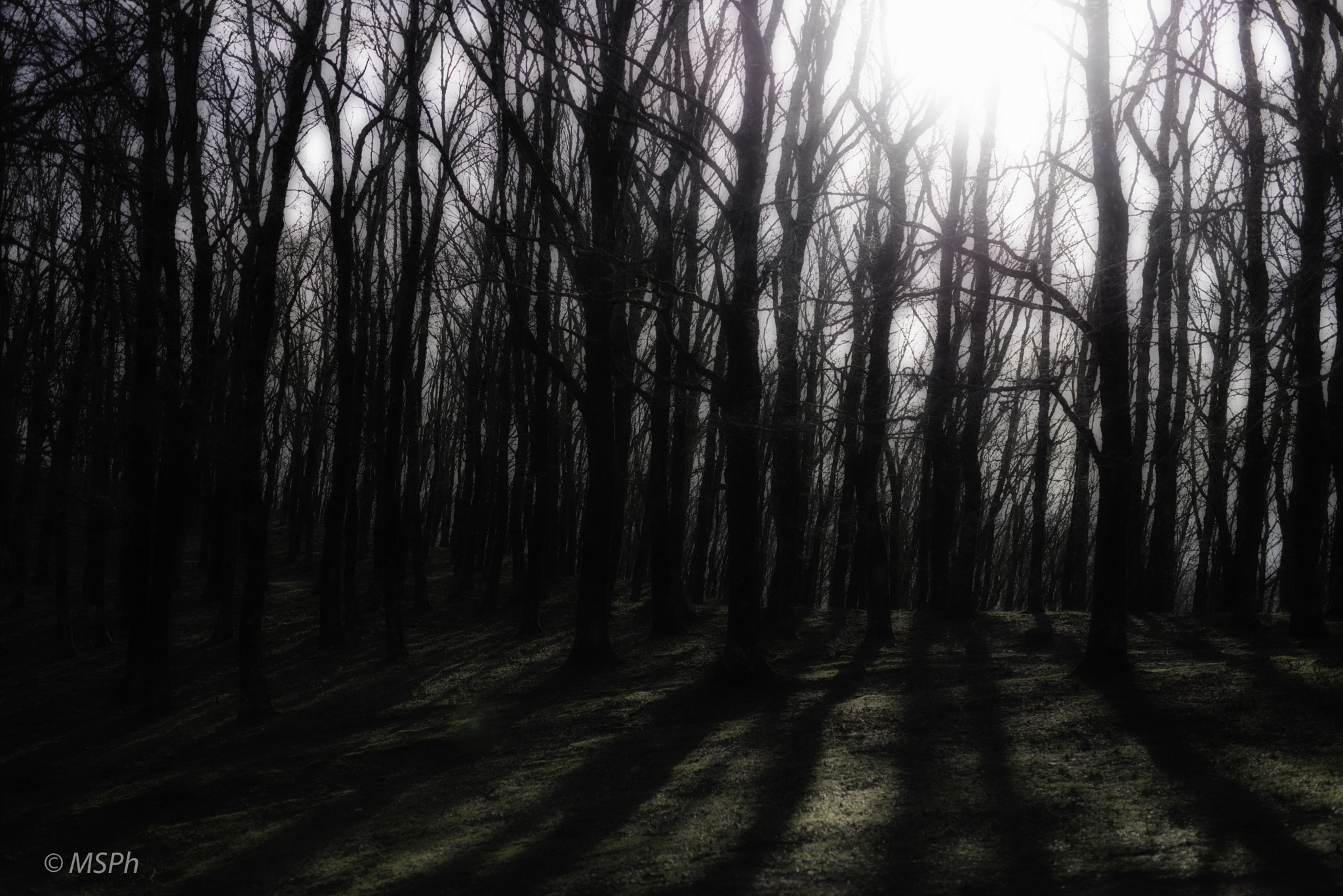 Nikon D610 + Sigma 50mm F1.4 DG HSM Art sample photo. Forest photography