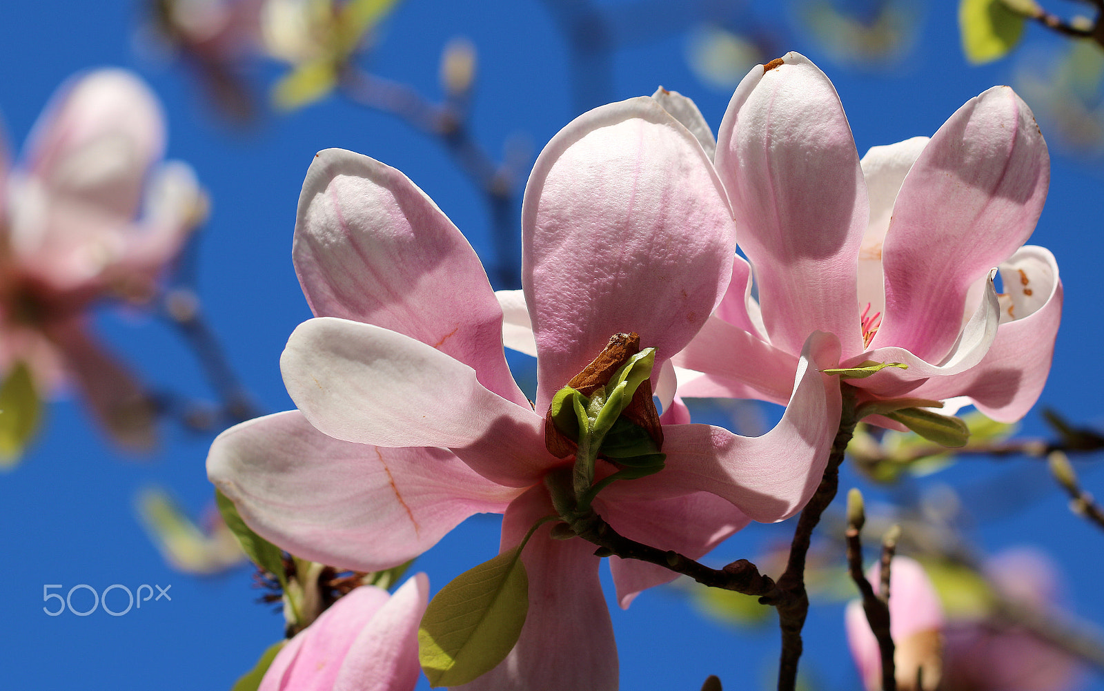 Canon EF 100mm F2.8L Macro IS USM sample photo. Tulip tree 8526 photography