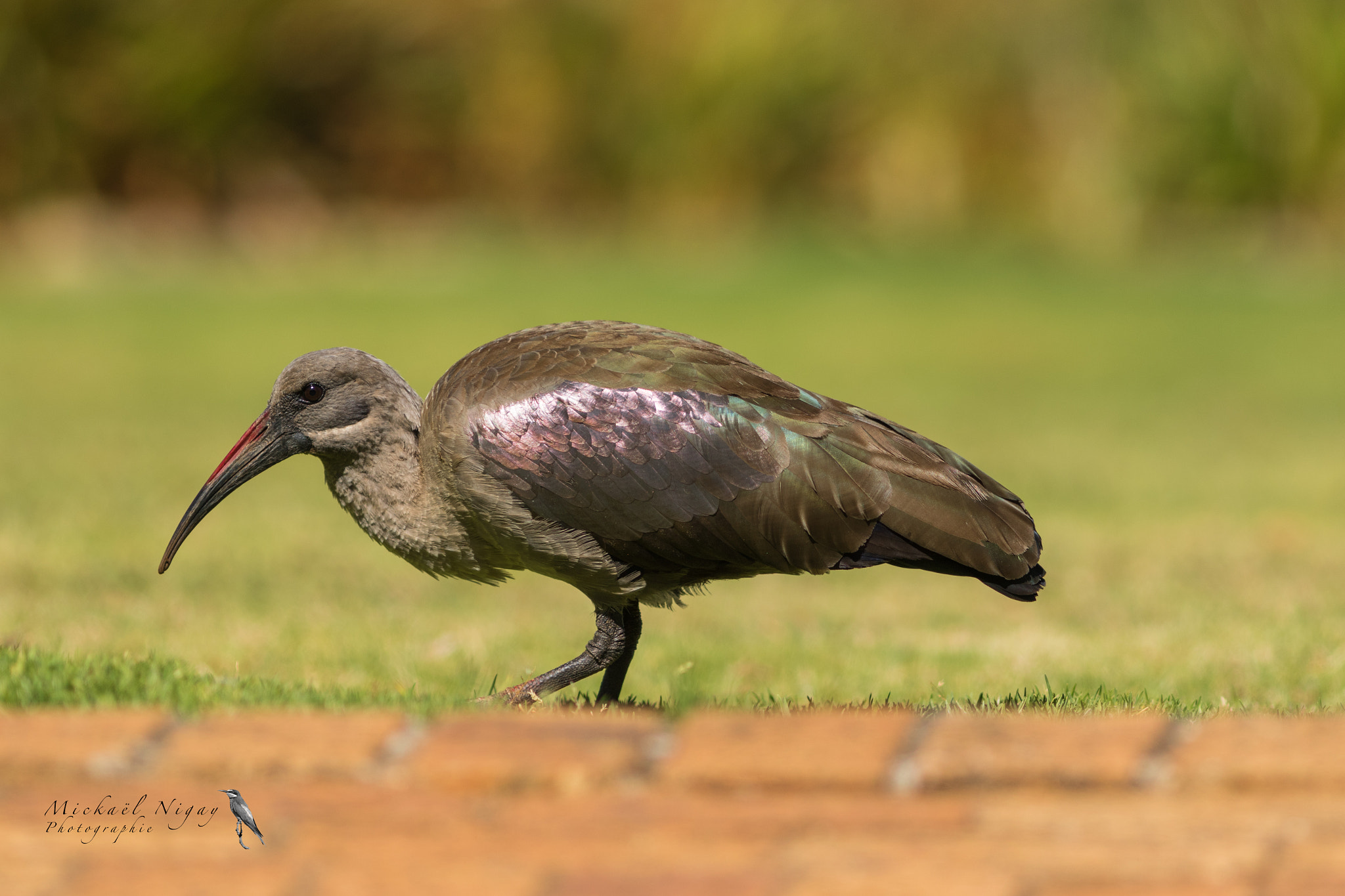 Canon EF 300mm F4L IS USM sample photo. Ibis hagedash photography