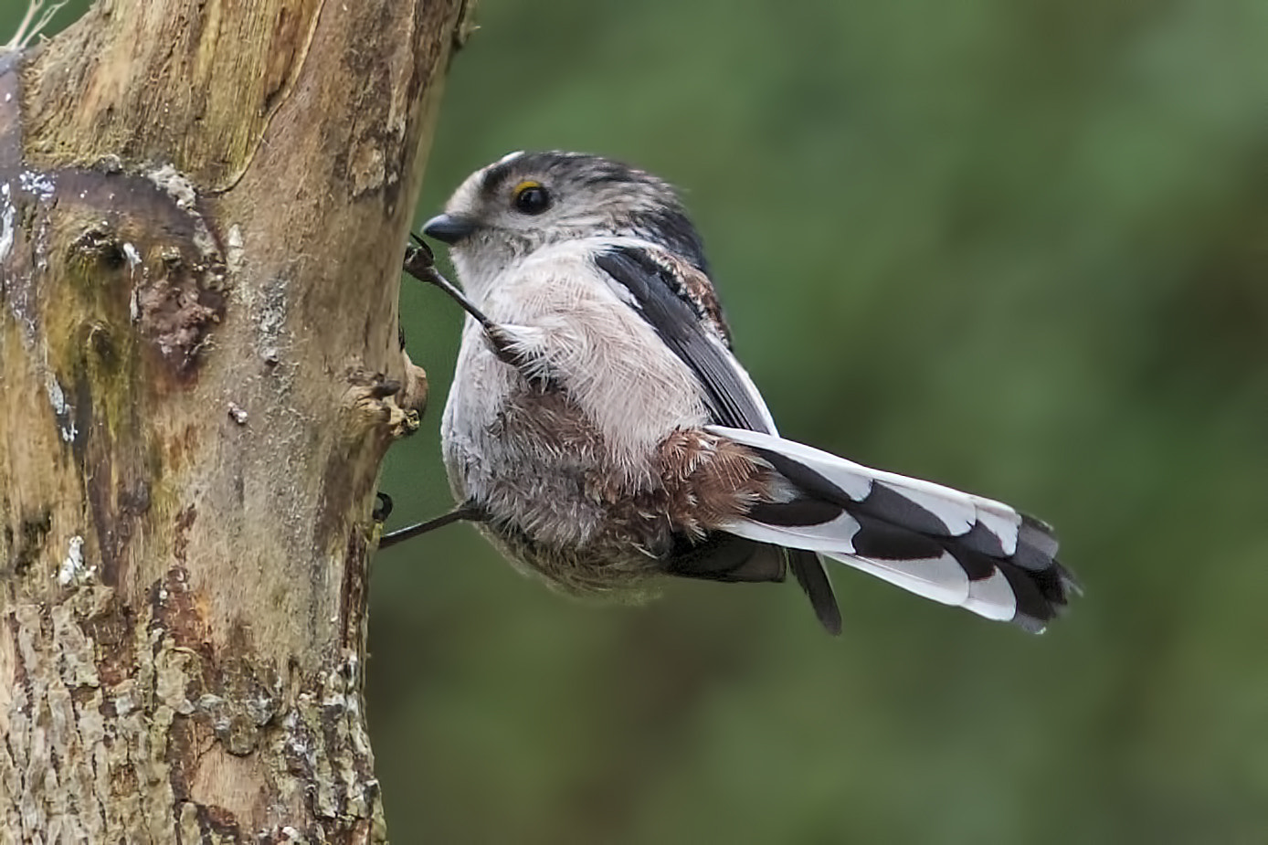 Sony Sonnar T* 135mm F1.8 ZA sample photo. Long tailed tit, photography