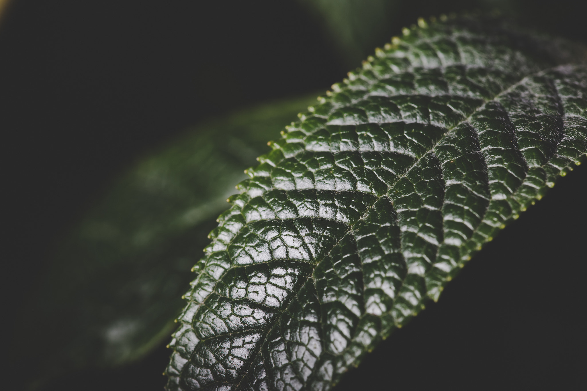 Sigma 105mm F2.8 EX DG OS HSM sample photo. Jan outd t2 photography