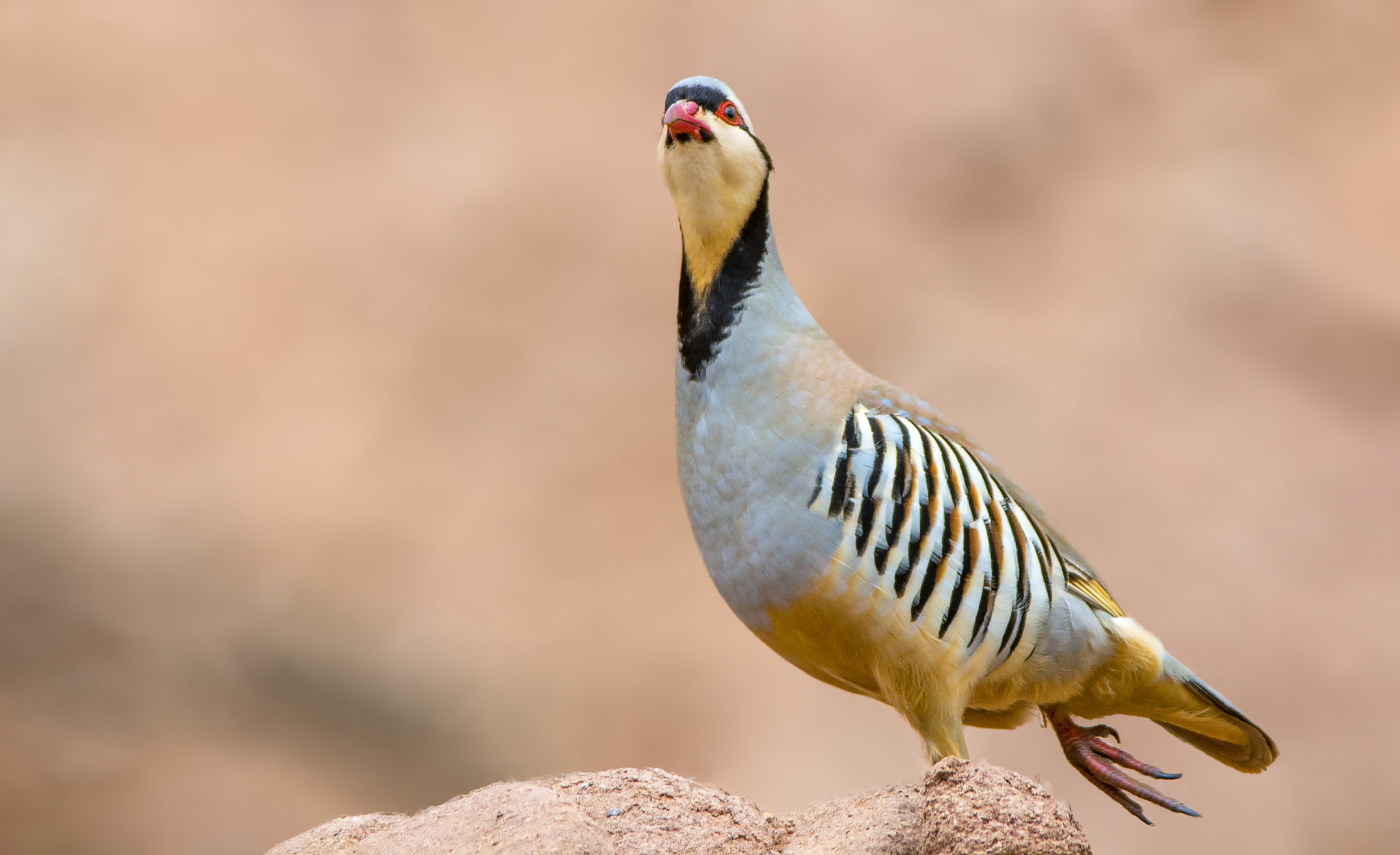 Nikon D7100 + Nikon AF-S Nikkor 300mm F4D ED-IF sample photo. Chukar partridge / alectoris chukar photography