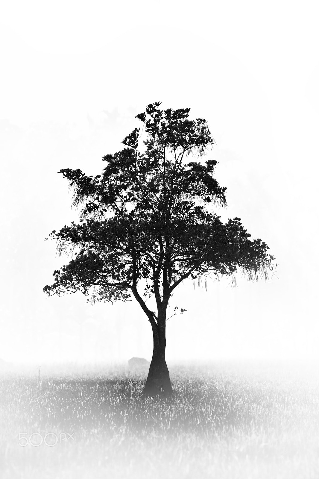 Nikon AF-S DX Micro Nikkor 40mm F2.8 sample photo. Lonely tree photography