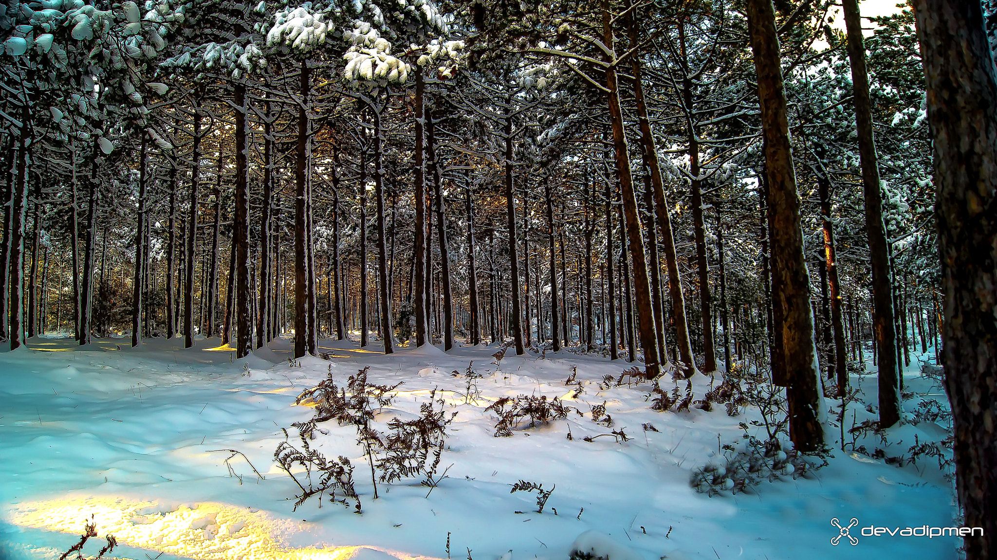 Sony SLT-A55 (SLT-A55V) sample photo. Dvmn090217041    snowy forest photography
