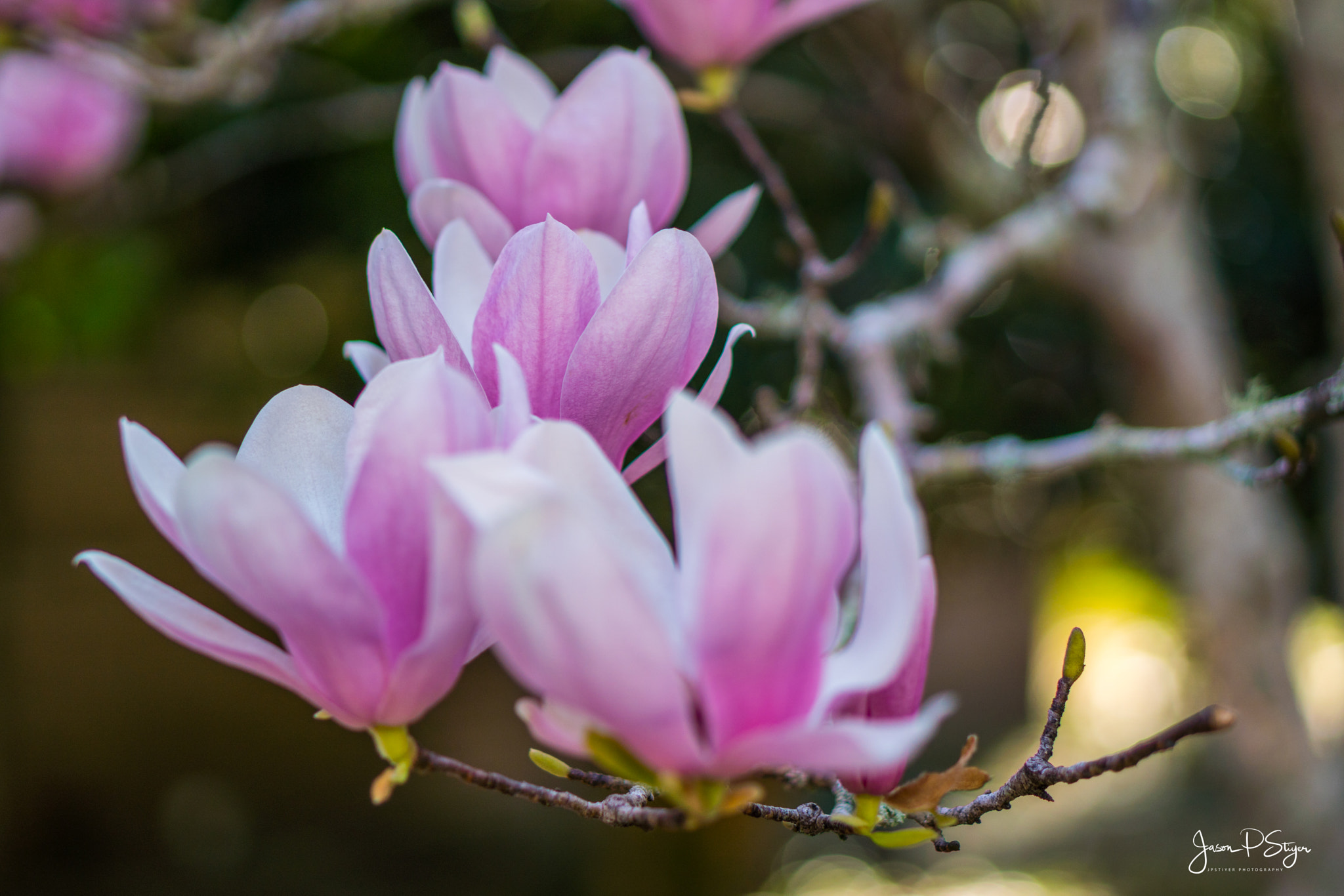 E 50mm F1.8 OSS sample photo. Flowers for my valentine photography