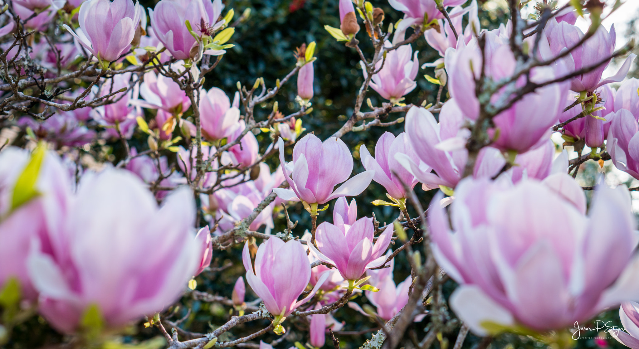 E 50mm F1.8 OSS sample photo. Flowers for my valentine photography