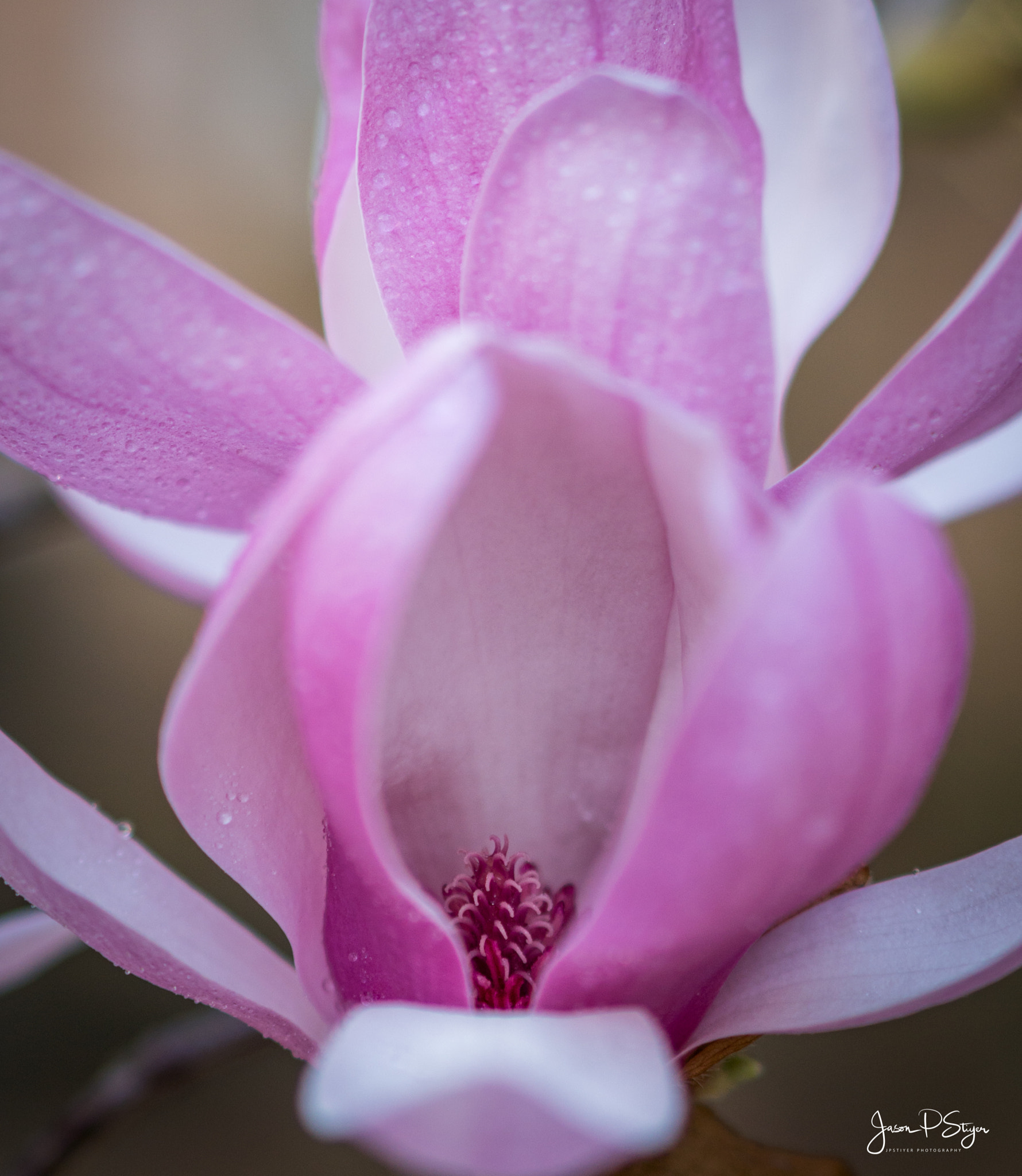 E 50mm F1.8 OSS sample photo. Flowers for my valentine photography