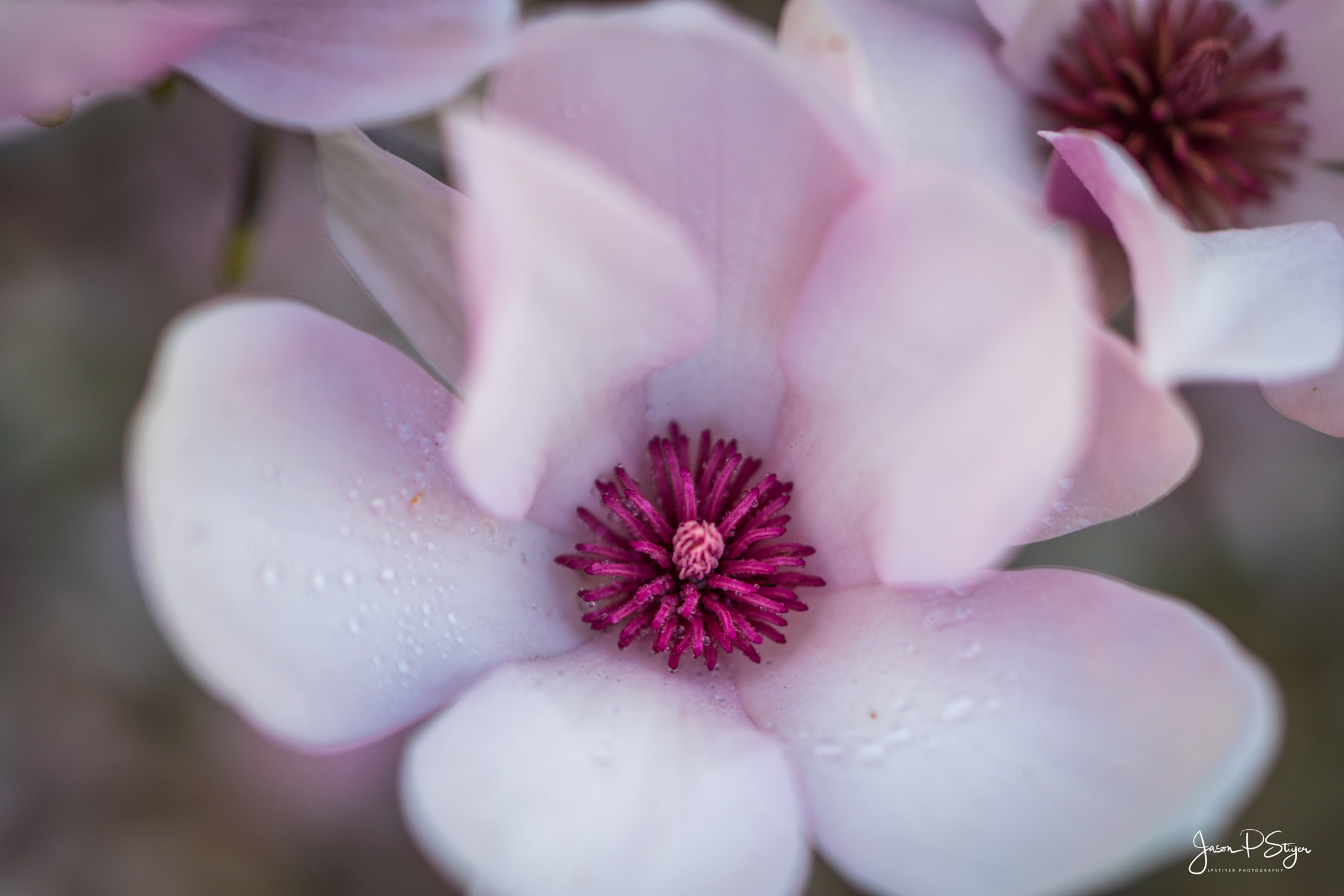 E 50mm F1.8 OSS sample photo. Flowers for my valentine photography