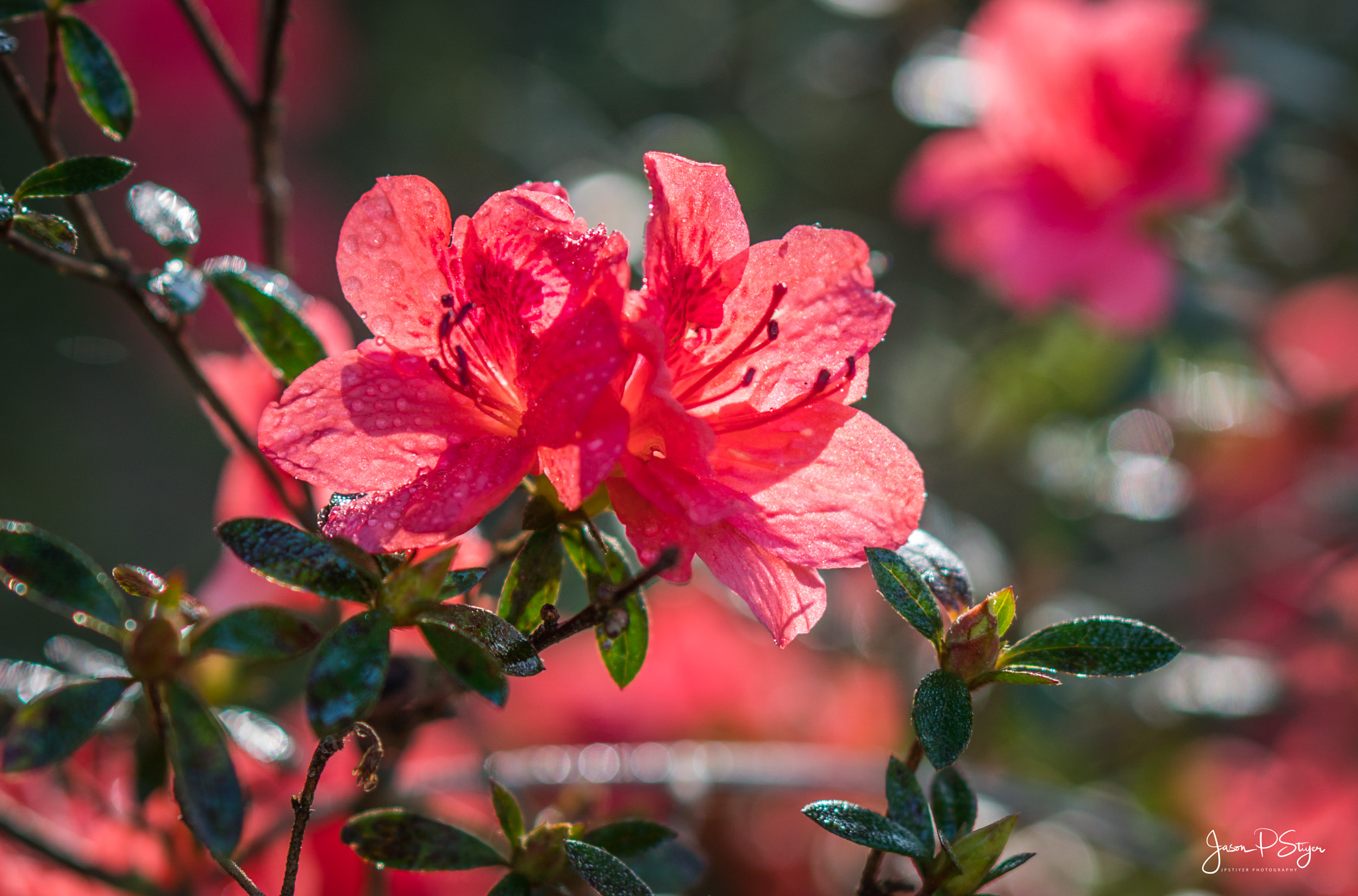 E 50mm F1.8 OSS sample photo. Flowers for my valentine photography