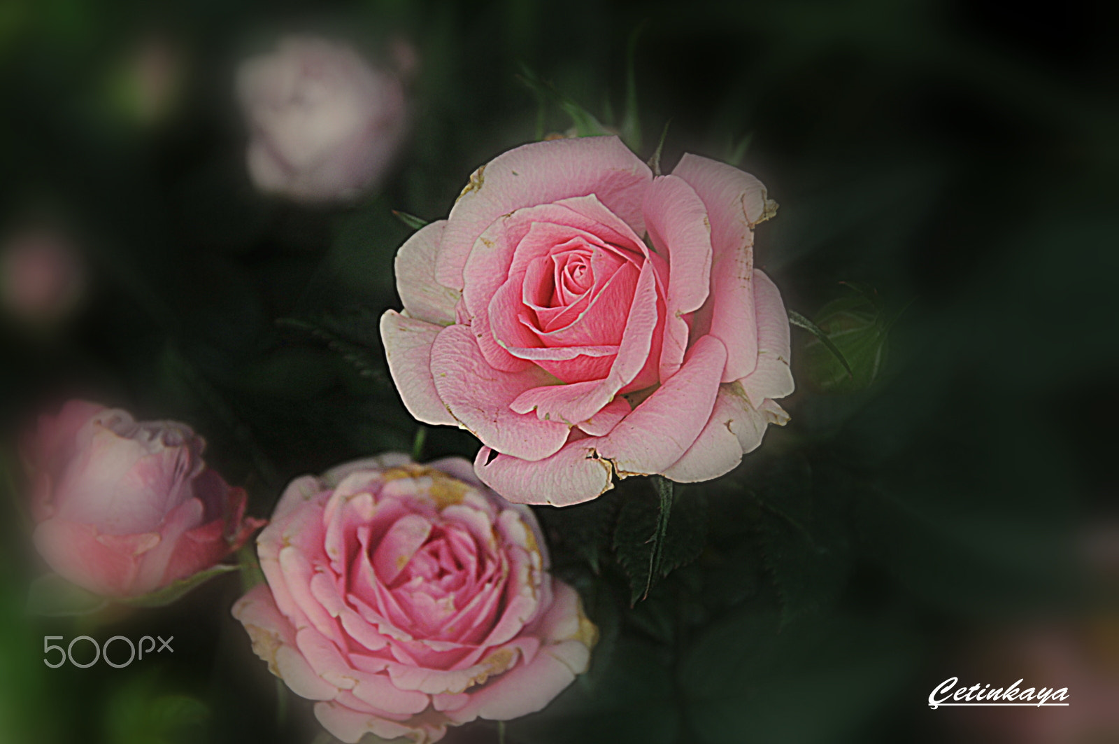 Nikon D300S sample photo. Pınk world photography