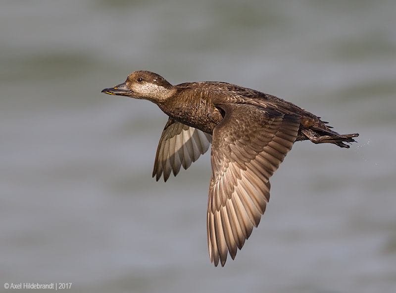 Canon EF 500mm F4L IS USM sample photo. Black scoter photography
