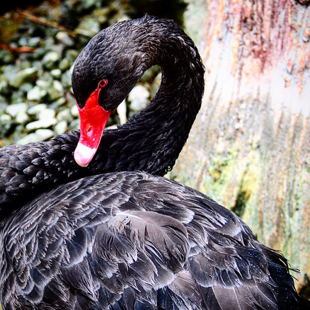 Nikon D300S sample photo. Black beauty! photography