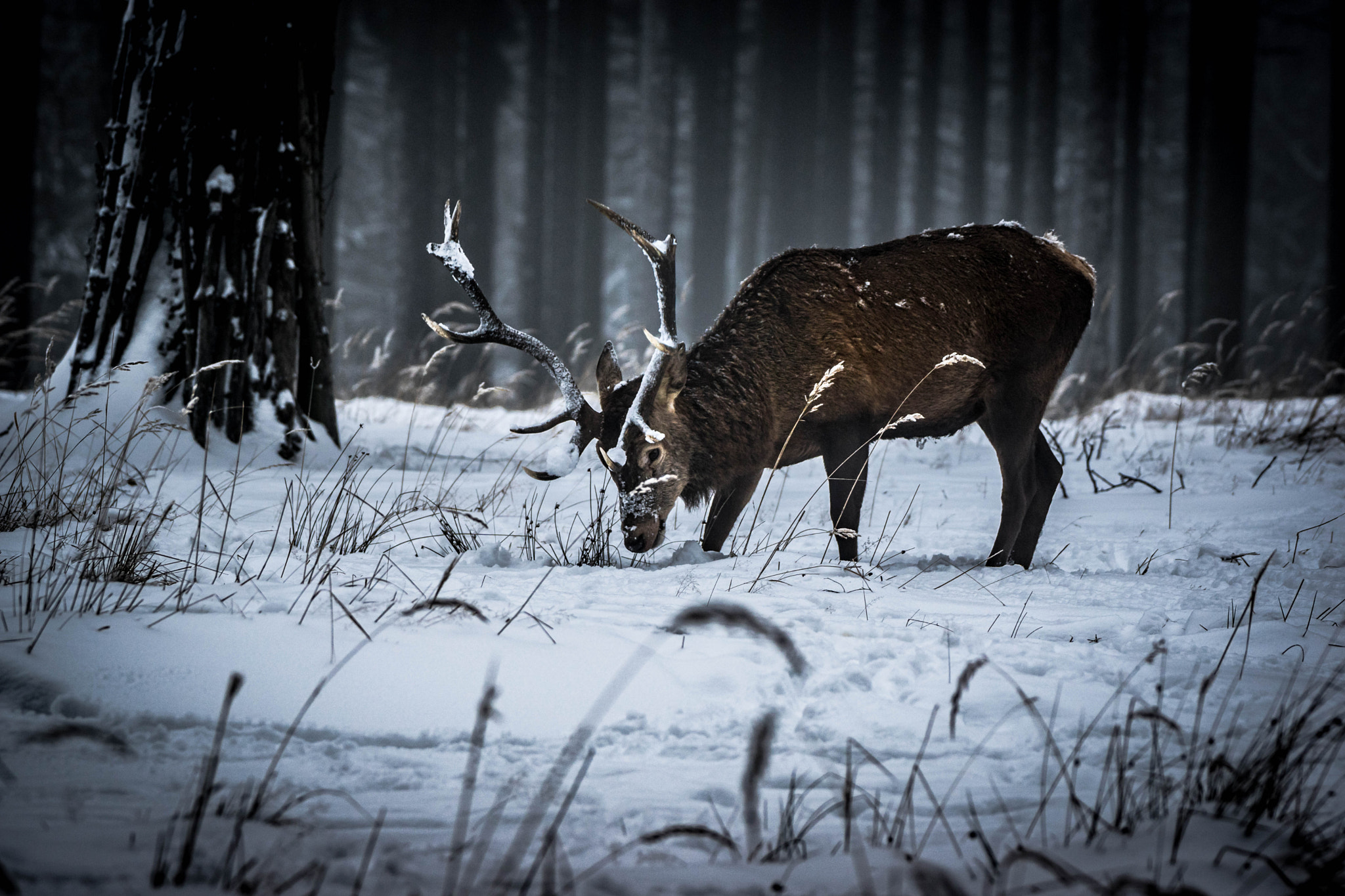 Sony 70-400mm F4-5.6 G SSM II sample photo. Rotwild photography