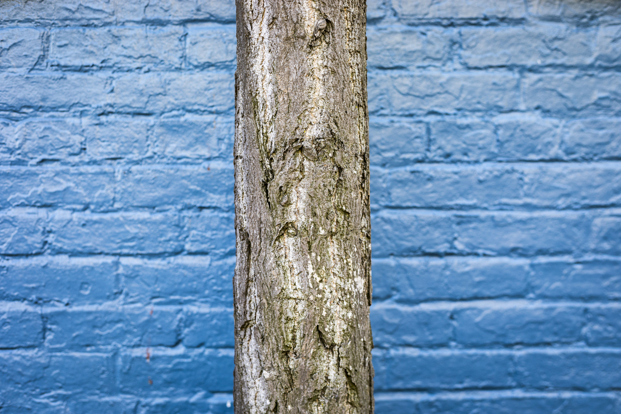 Canon EF 50mm F1.8 II sample photo. Wall/tree/wall photography