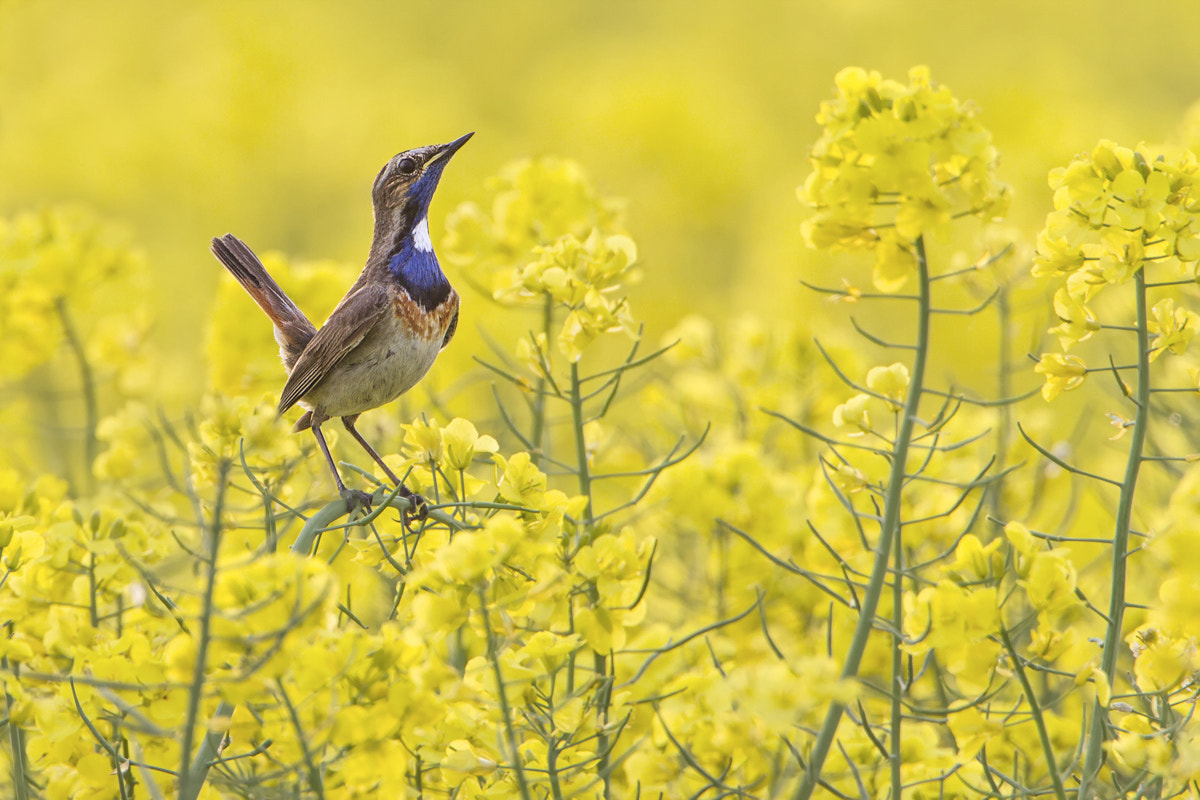 Canon EF 500mm F4L IS USM sample photo. Proud to be a bluethroat! photography