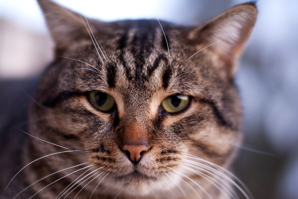 Sigma 50mm F1.4 EX DG HSM sample photo. The cat photography