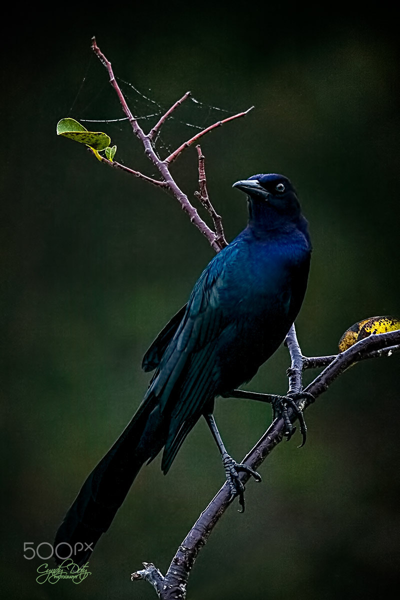 150-600mm F5-6.3 DG OS HSM | Contemporary 015 sample photo. Male boat-tailed grackle photography