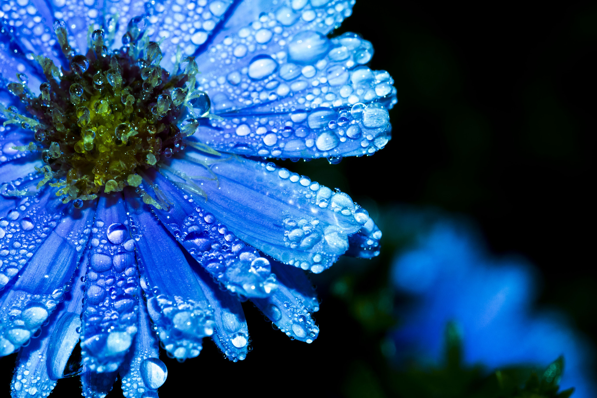 Sigma 105mm F2.8 EX DG OS HSM sample photo. Blue photography