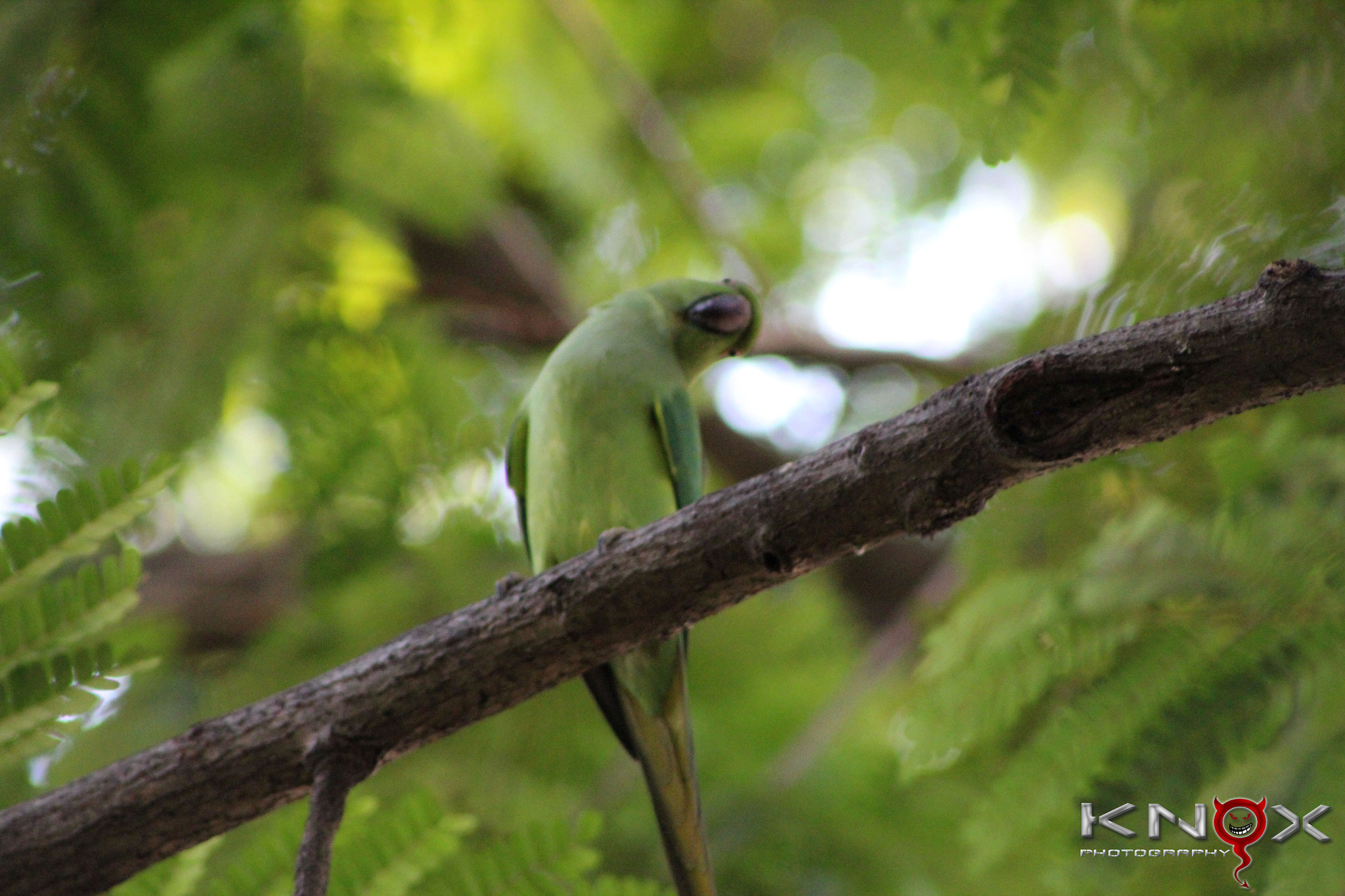 Canon EF 75-300mm f/4-5.6 USM sample photo