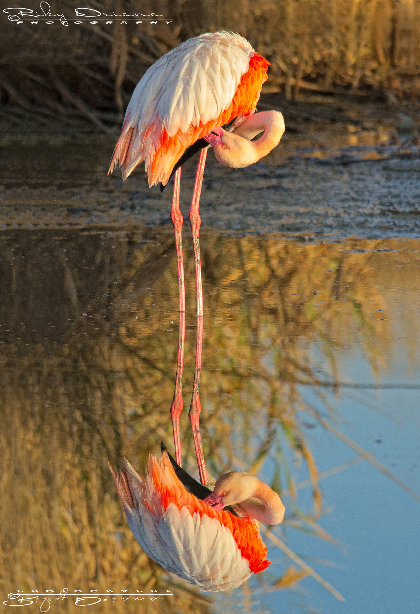 Nikon D7000 + Nikon AF-S Nikkor 300mm F4D ED-IF sample photo. Upside down photography