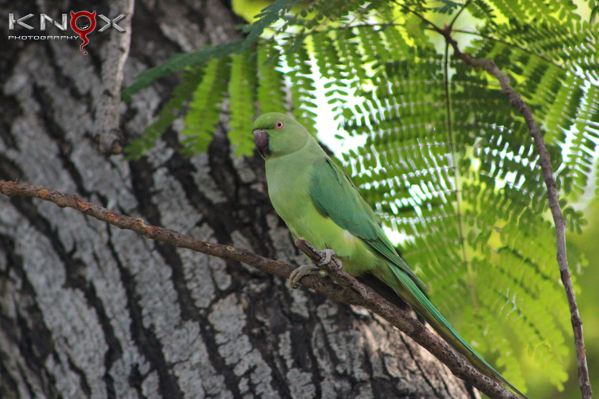 Canon EF 75-300mm f/4-5.6 USM sample photo
